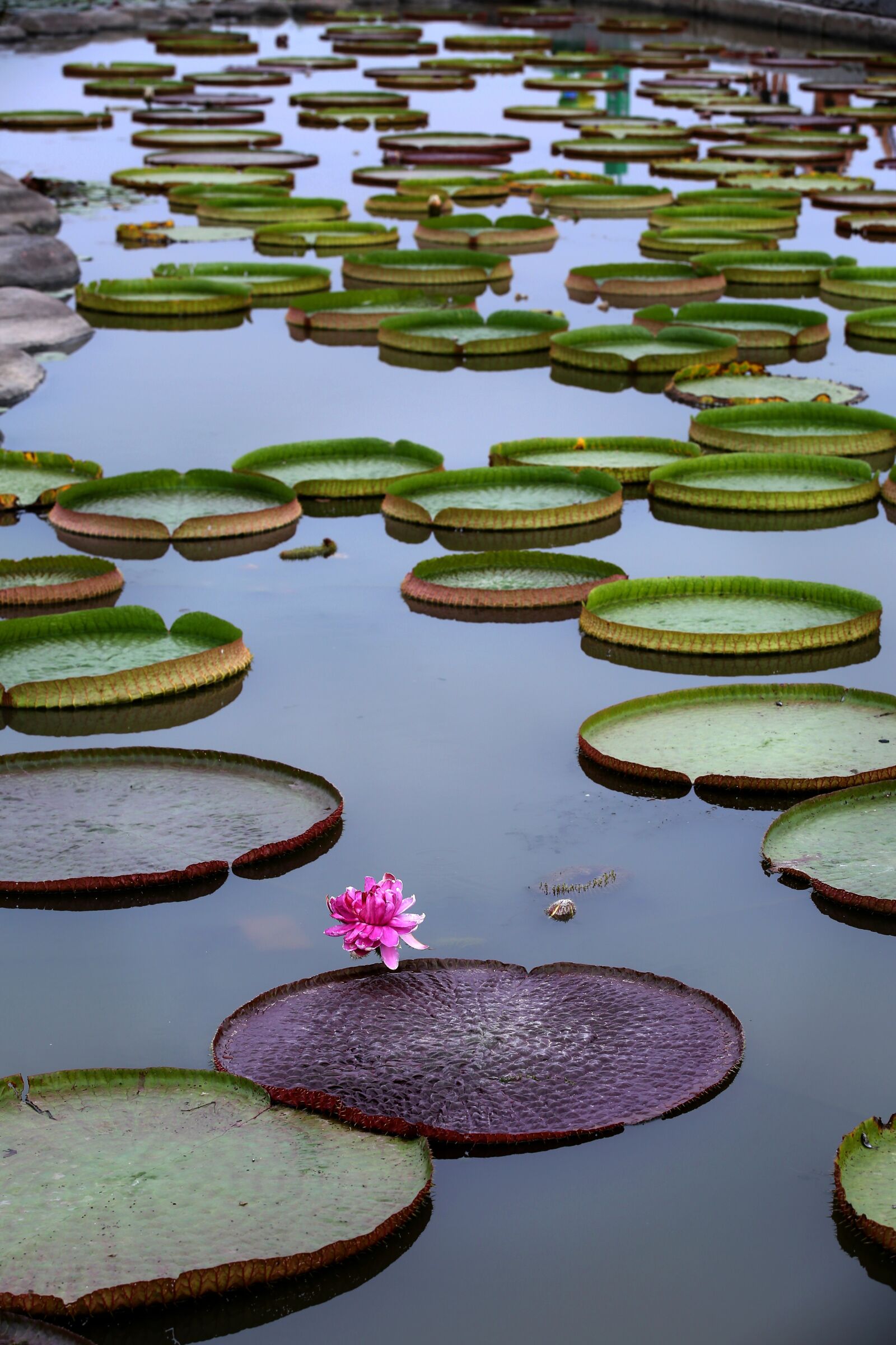 Canon EOS 5D Mark III sample photo. Company, the white lotus photography
