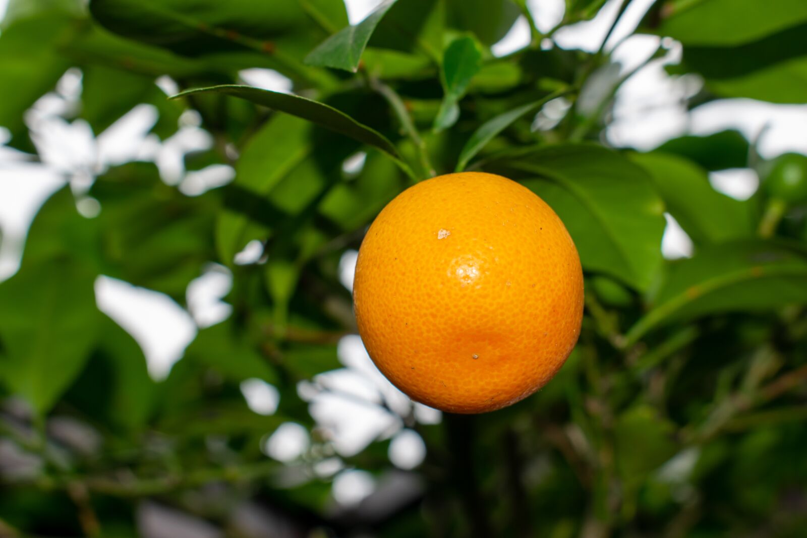 Nikon D5300 sample photo. Orange, garden, mini orange photography