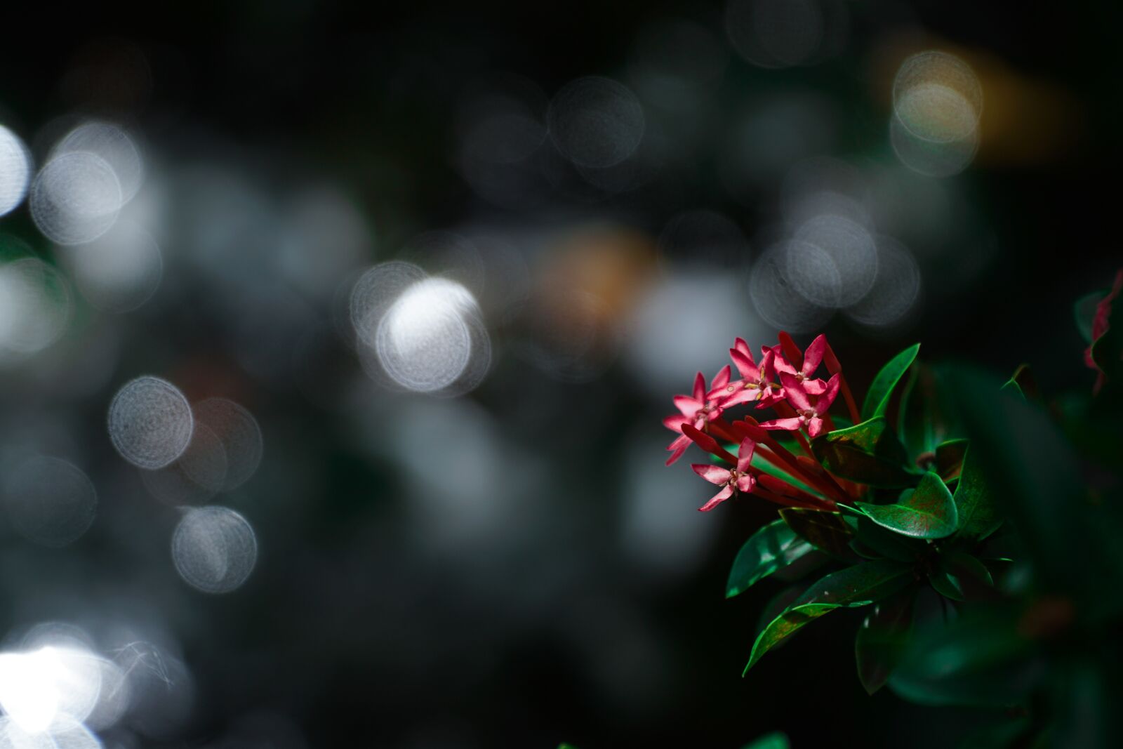 Sony a6300 + Sony E PZ 18-105mm F4 G OSS sample photo. Flower, bokeh, plant photography