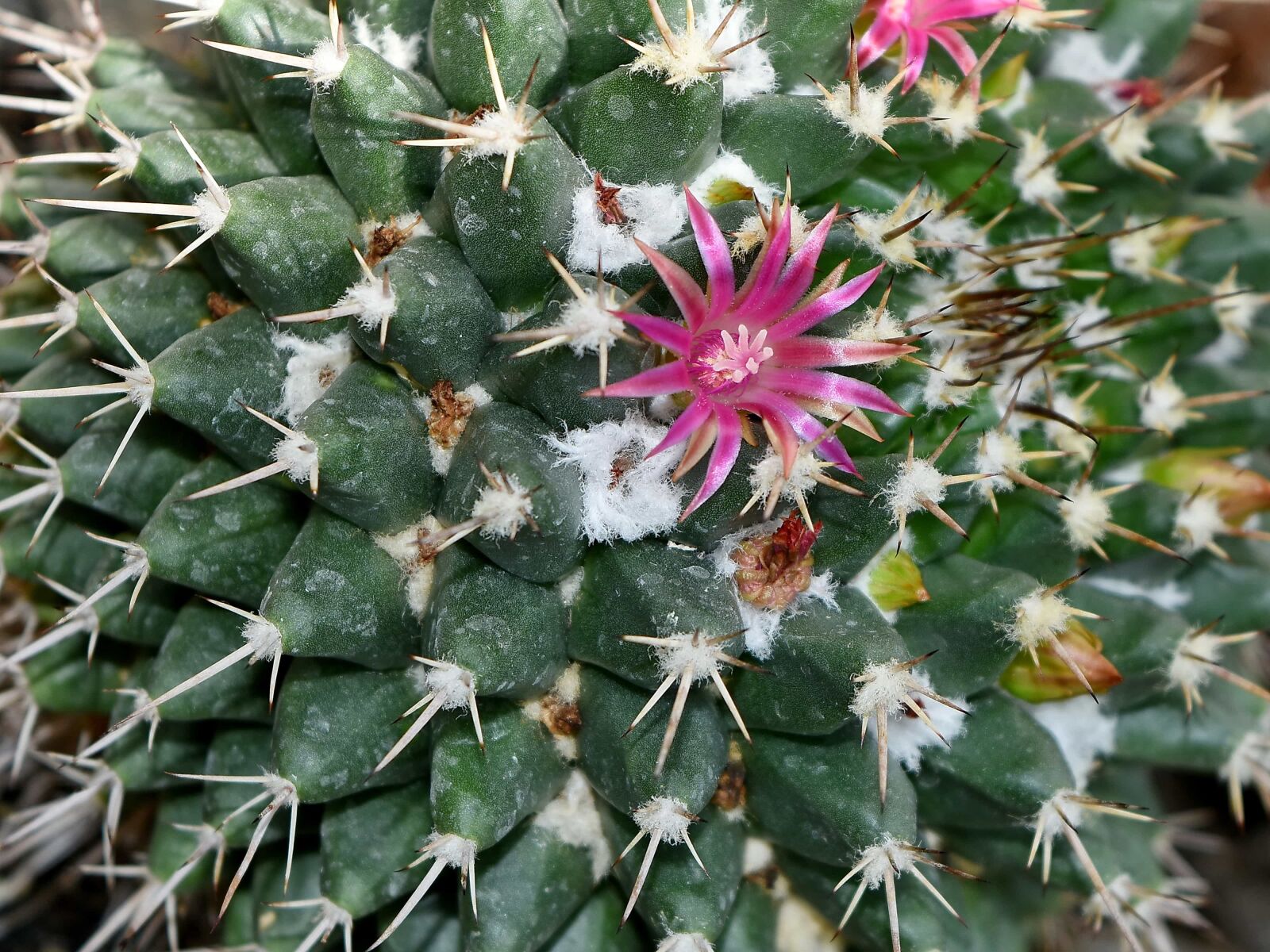 Nikon D5500 sample photo. Detail, pinkish, pistil, spike photography