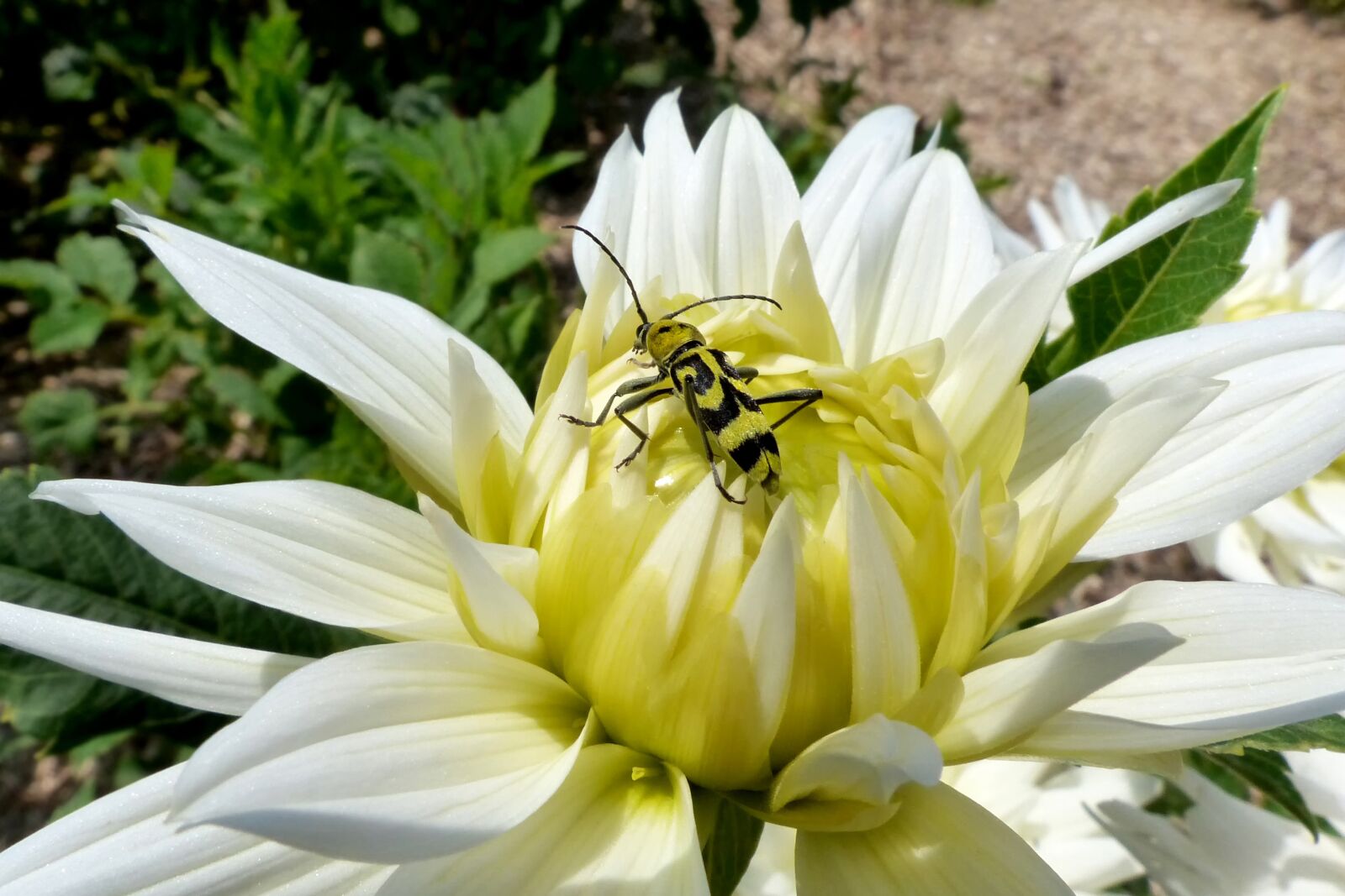 Panasonic Lumix DMC-FZ200 sample photo. Nature, flower, plant photography