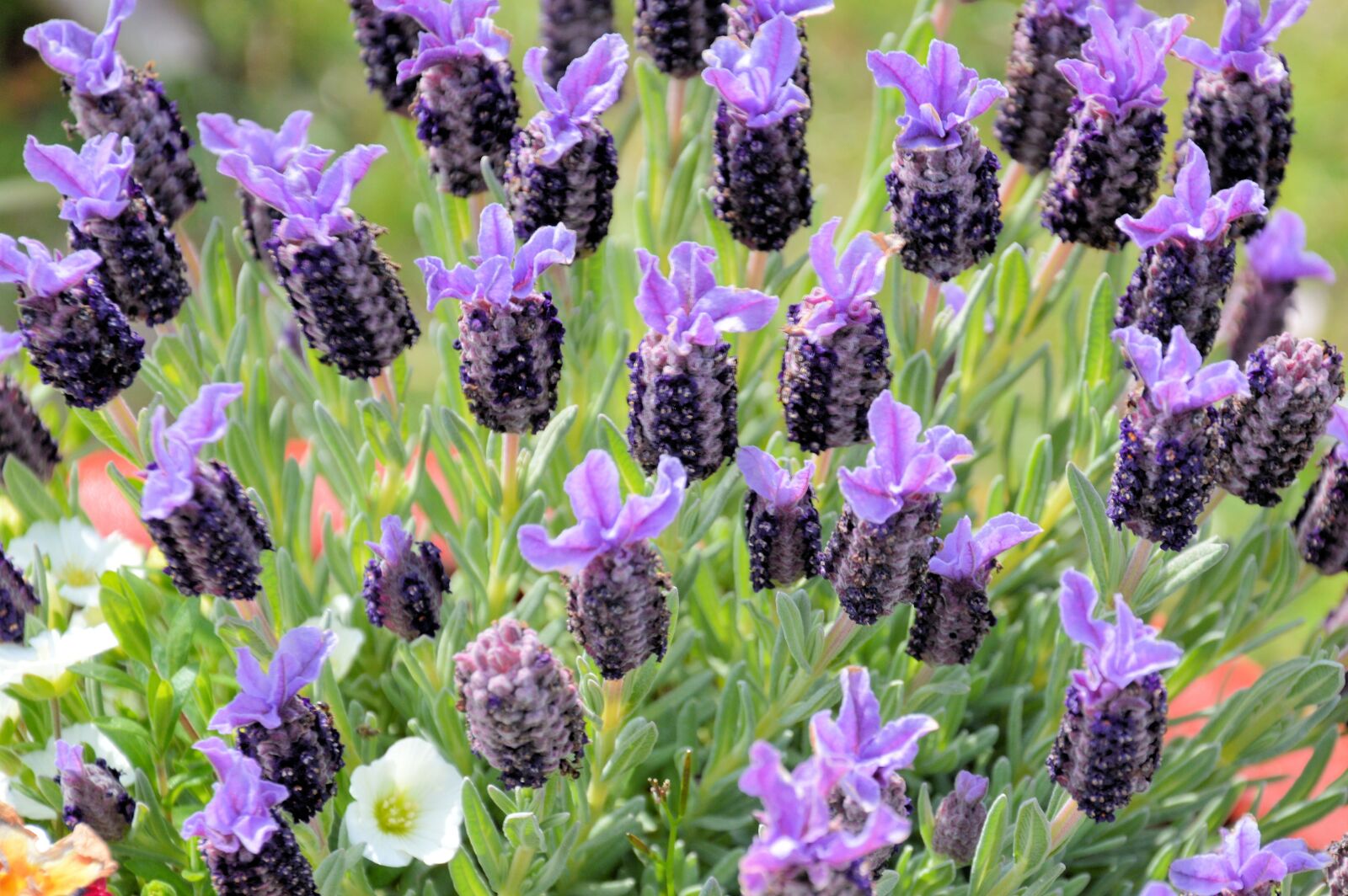 Nikon D3200 sample photo. Flowers, lavender, fragrance photography