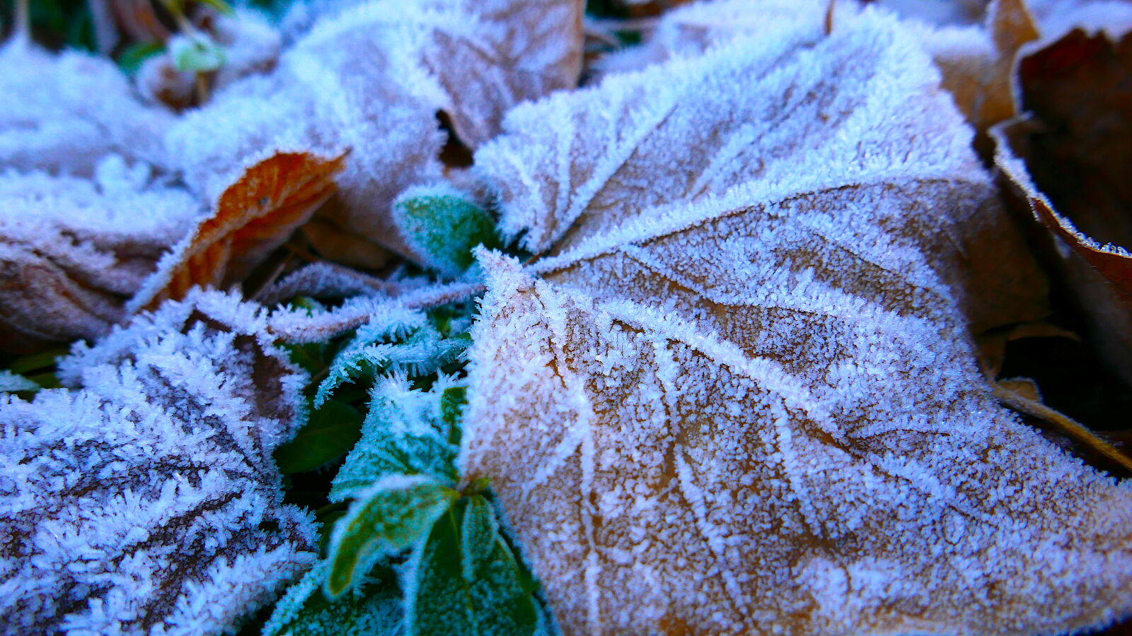 Panasonic Lumix DMC-LX100 sample photo. Autumn, colors, cold photography