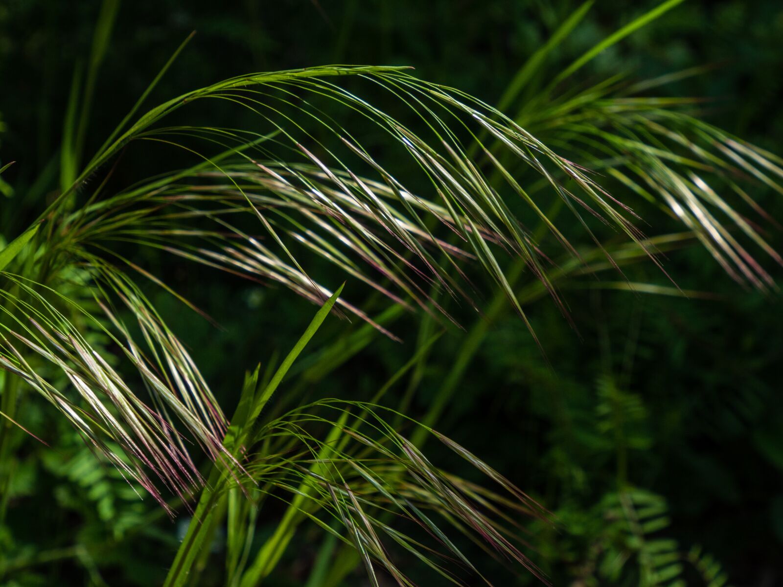 Olympus M.Zuiko Digital ED 12-200mm F3.5-6.3 sample photo. Grass, arch, fine photography