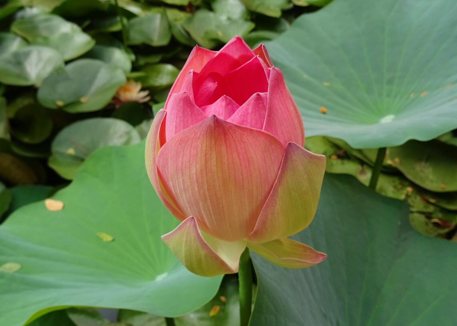 Sony DSC-HX60V sample photo. Lotus, flower, pink photography