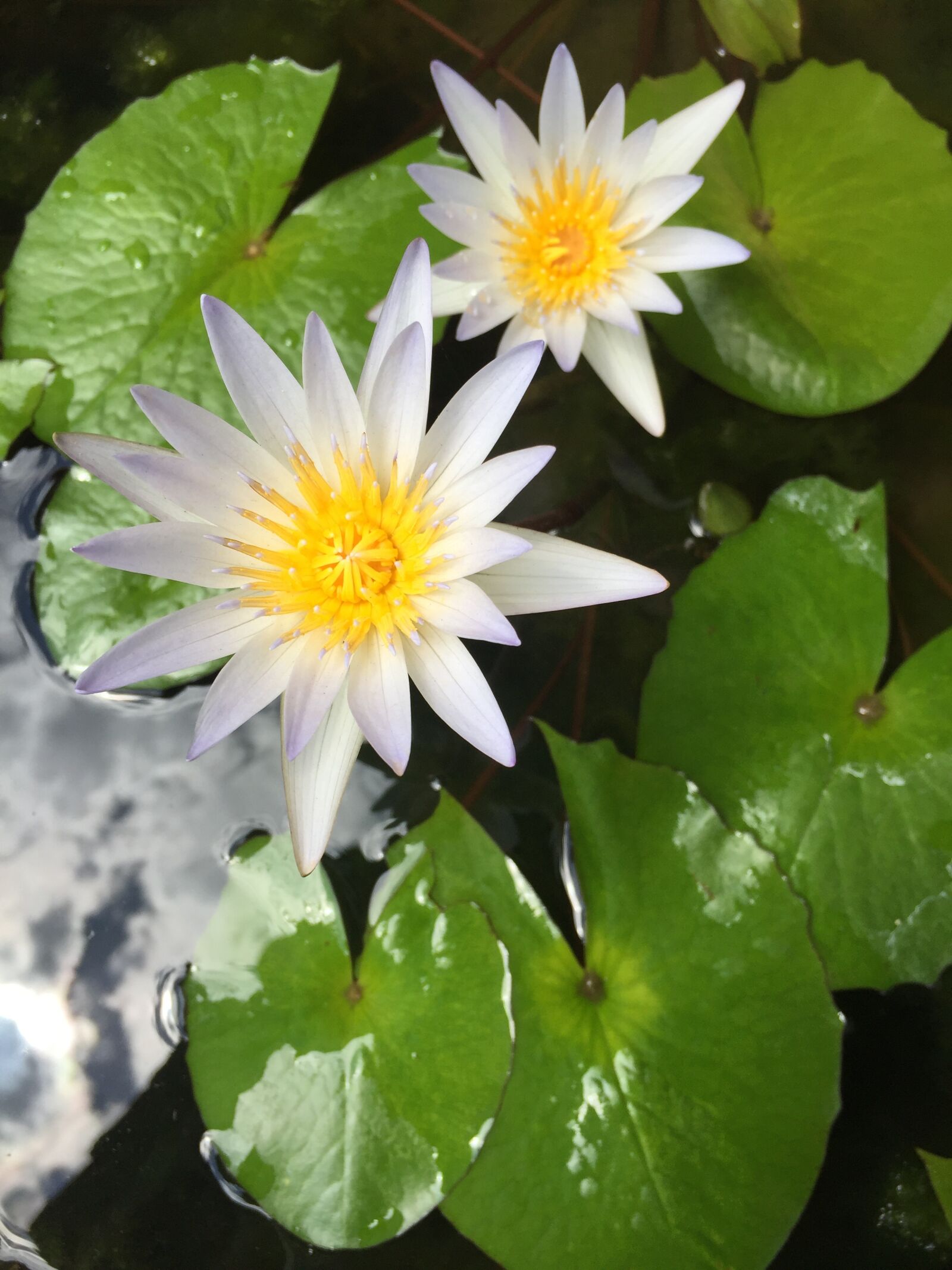Apple iPhone 6 sample photo. Lily, pond, flower photography