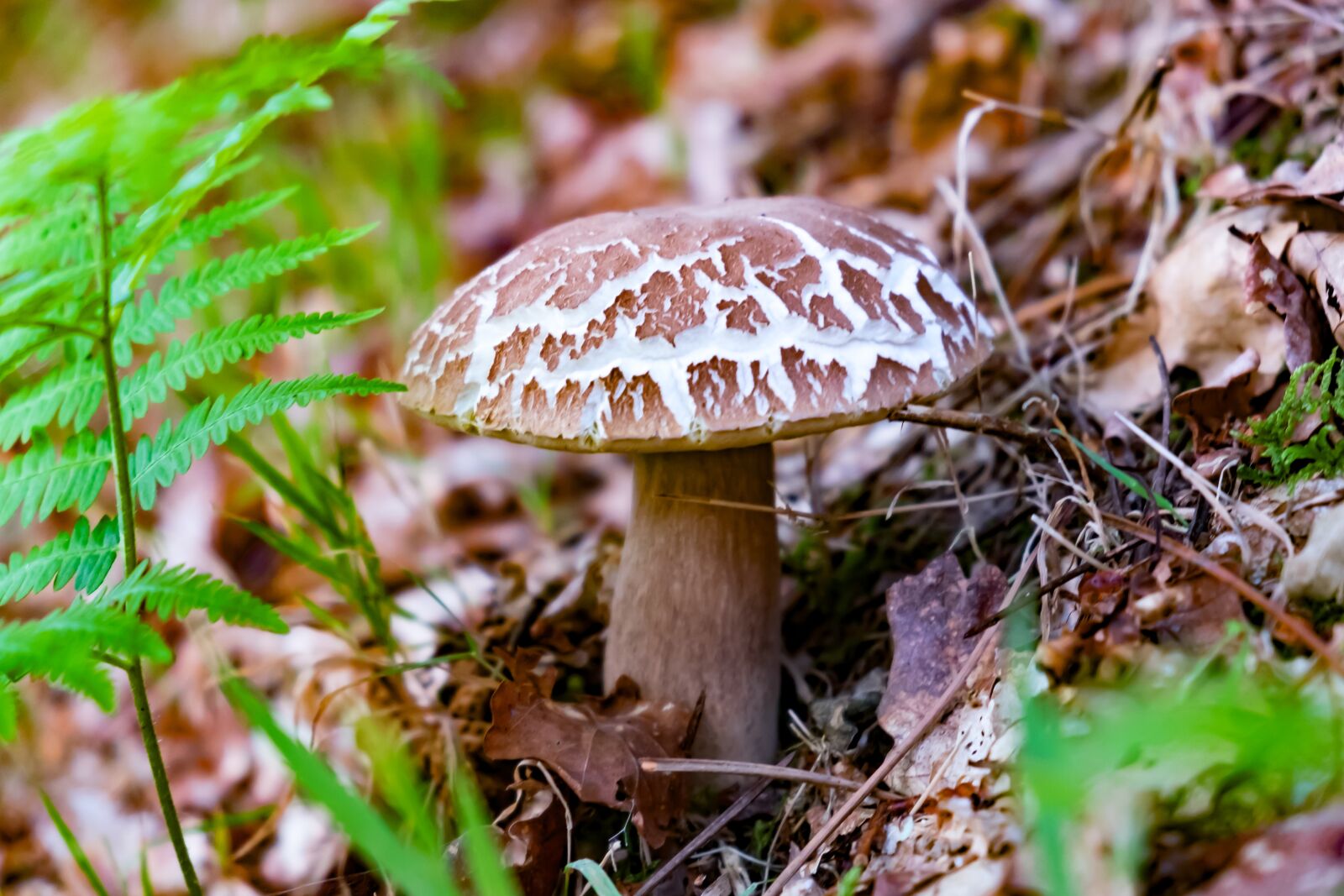 Fujifilm X-T10 sample photo. Mushroom, boletus, forest photography