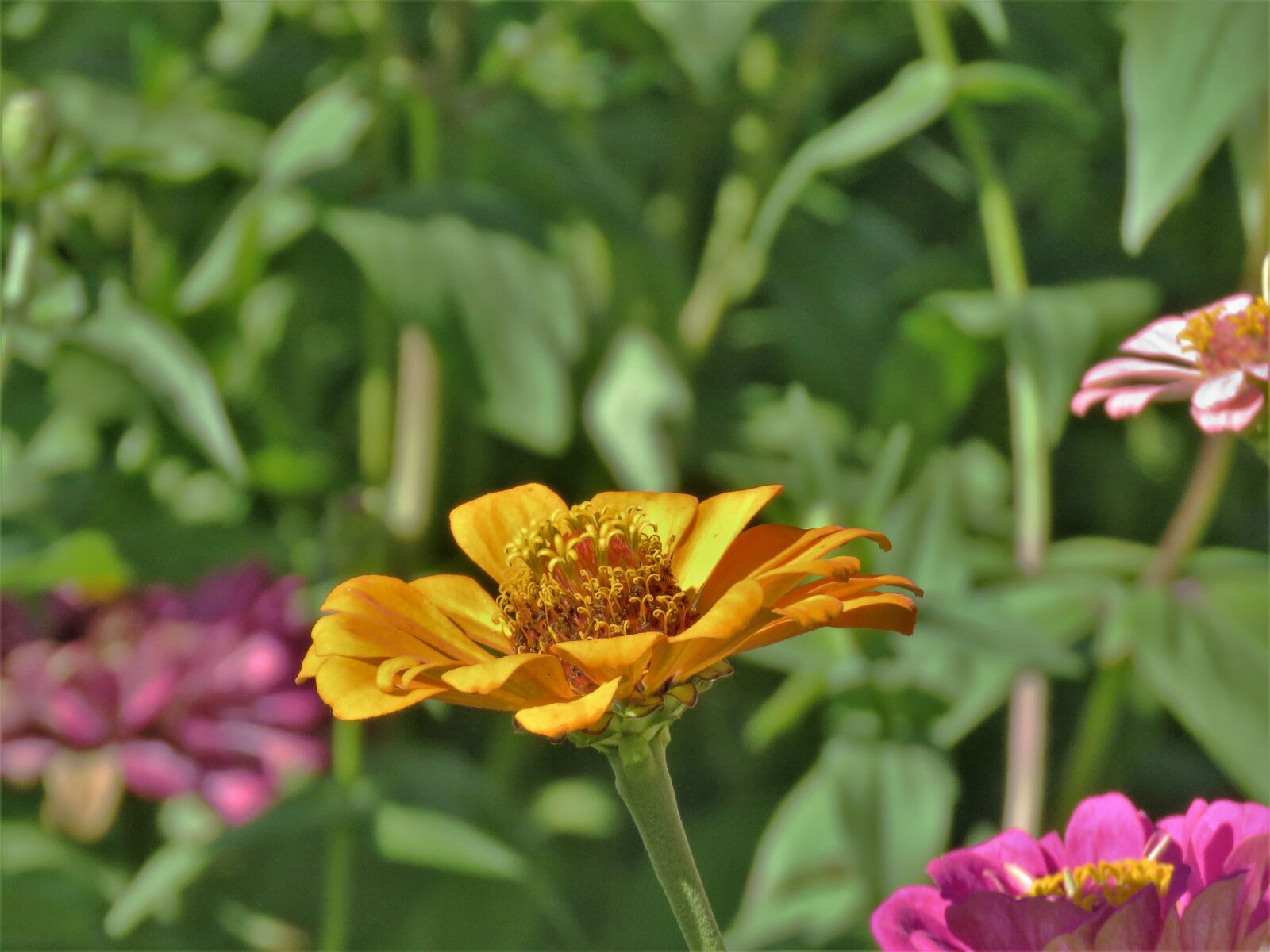 Canon PowerShot SX60 HS sample photo. Flower, yellow, garden photography