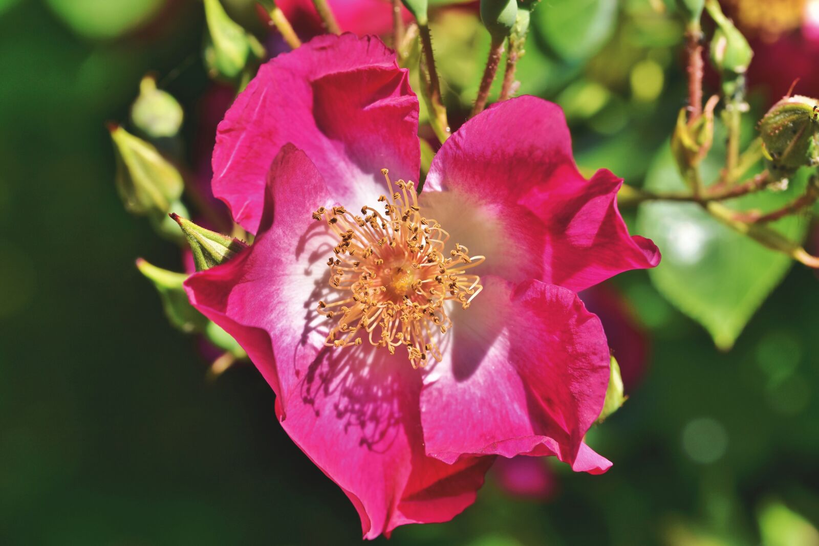 Nikon D7200 sample photo. Anemone, rose bush, rose photography