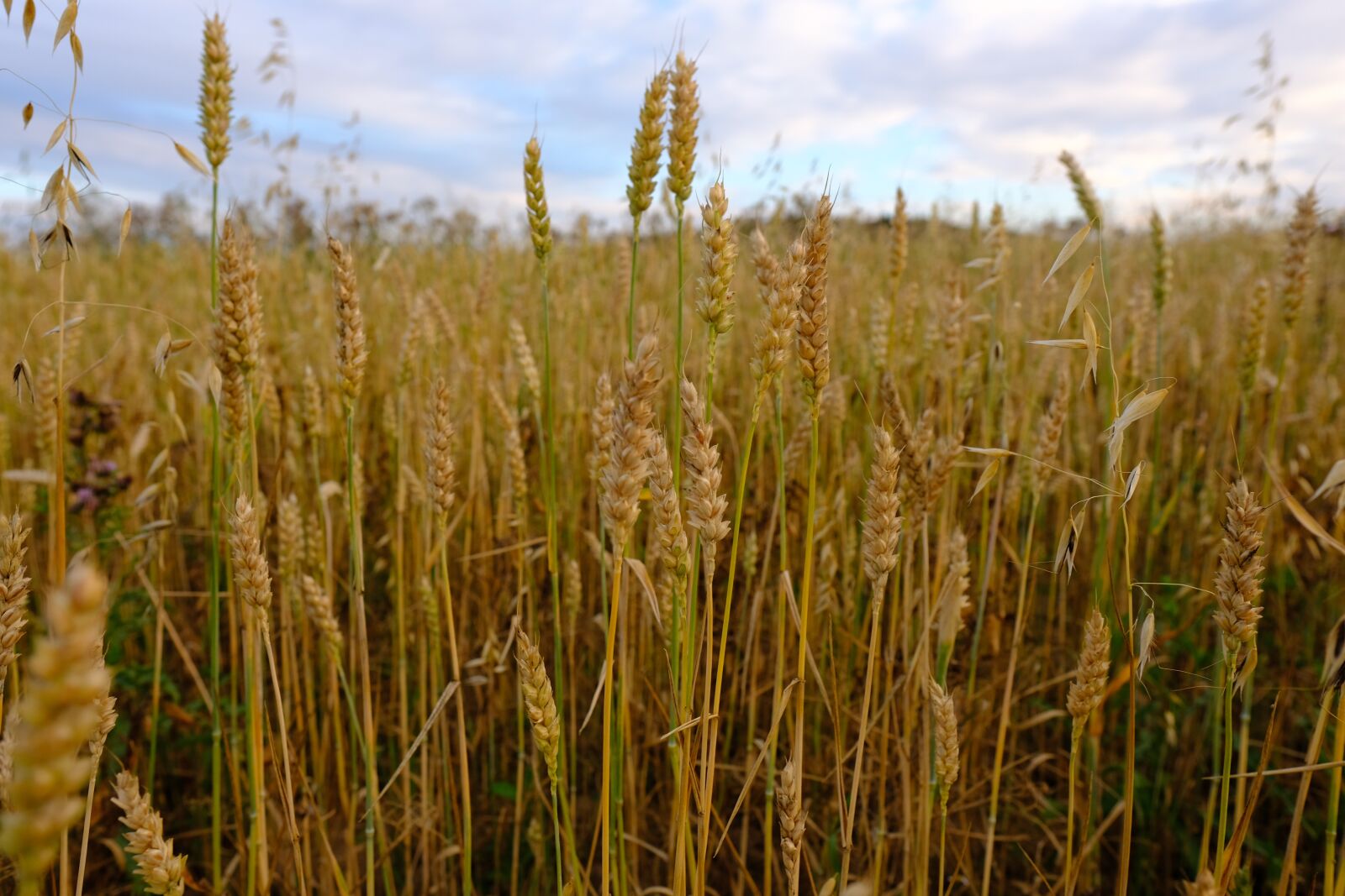 Fujifilm X-T2 + Fujifilm XF 16mm F1.4 R WR sample photo. Cereals, harvest, agriculture photography