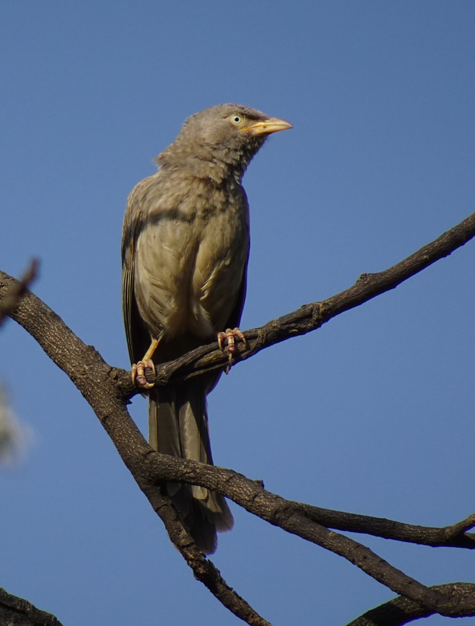 Sony DSC-WX800 sample photo. Bird, babbler, jungle babbler photography