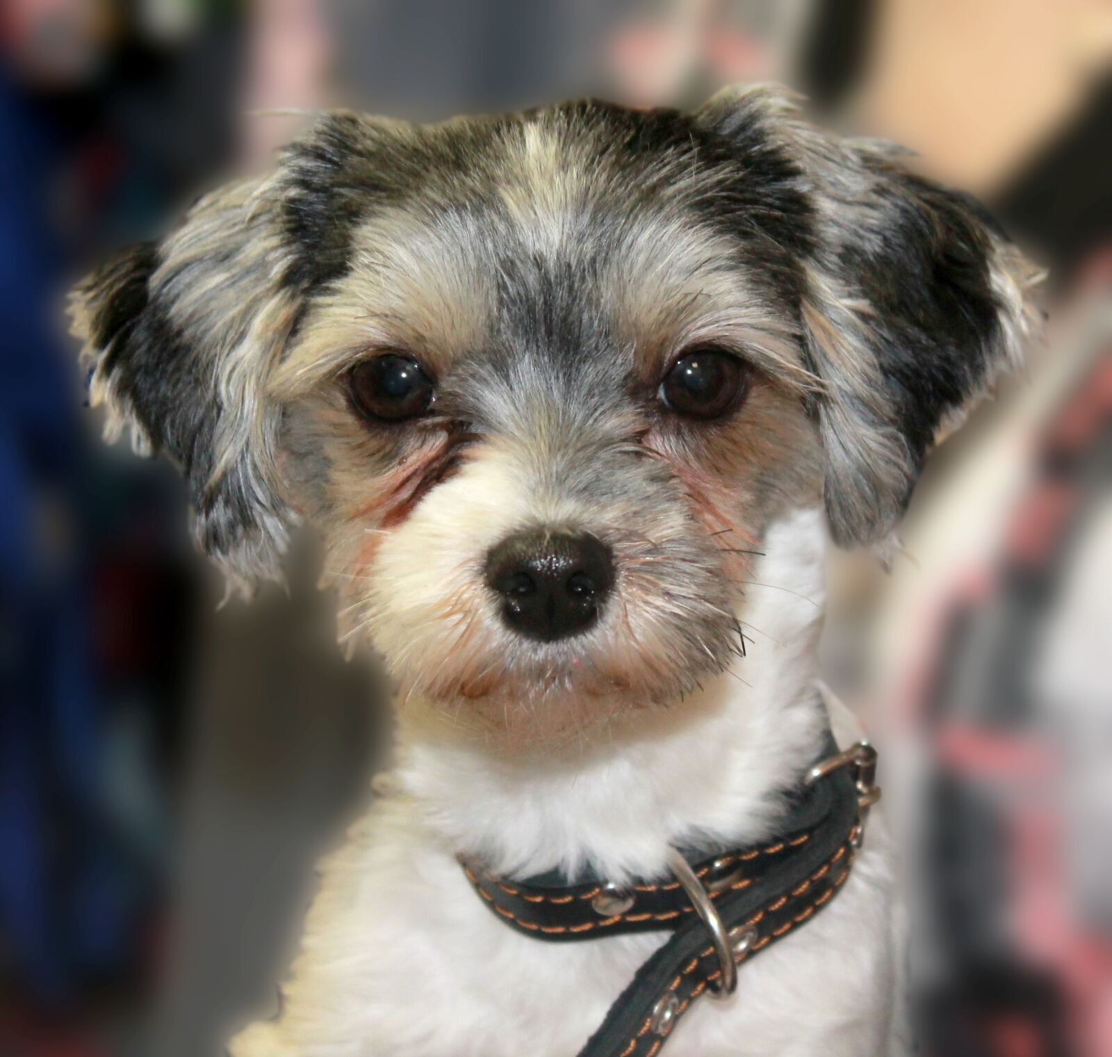 Canon EOS 1100D (EOS Rebel T3 / EOS Kiss X50) sample photo. Dog, small dog, funny photography