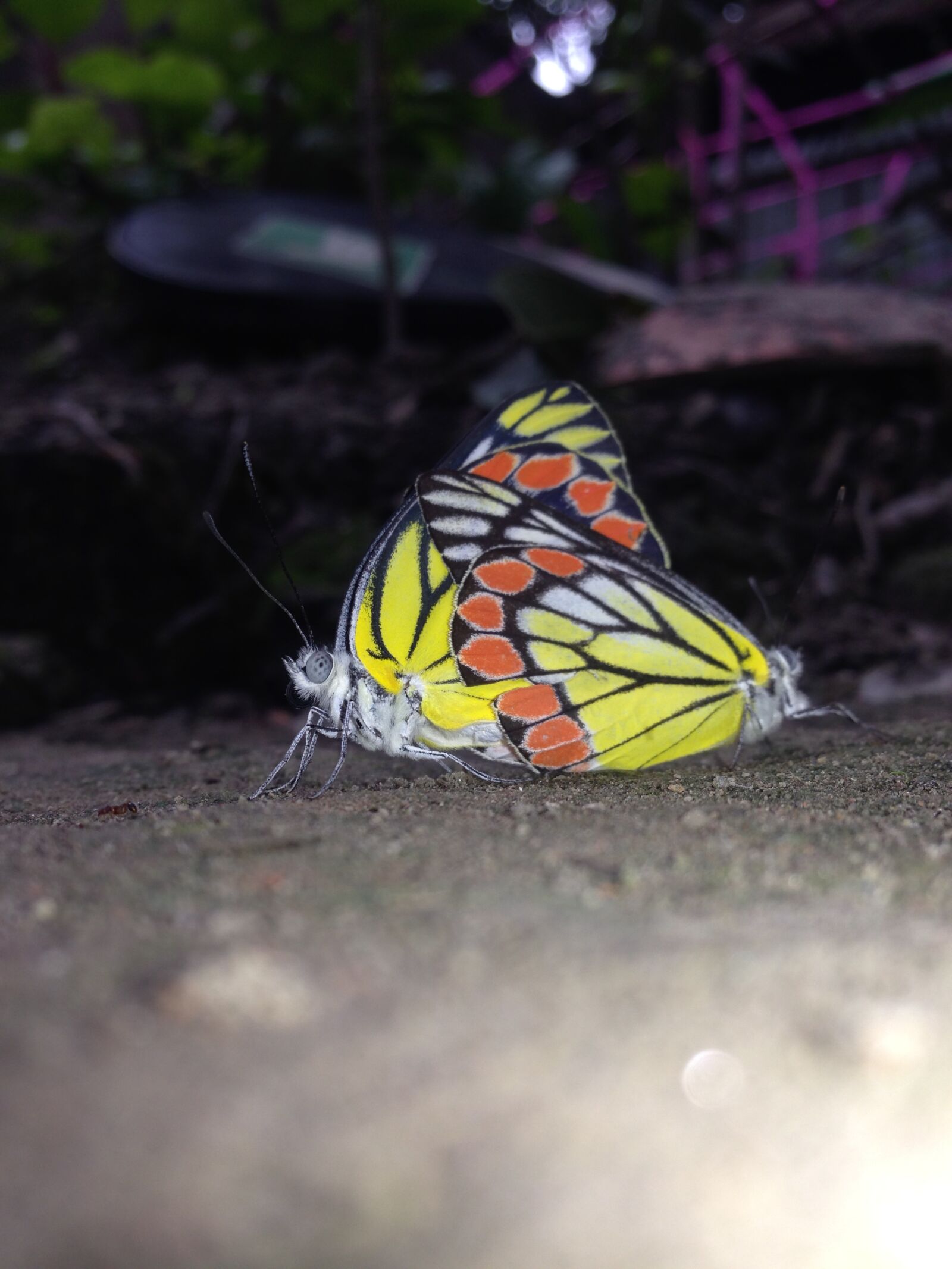 iPhone 5c back camera 4.12mm f/2.4 sample photo. Butterfly, dual butterfly, butterfly photography