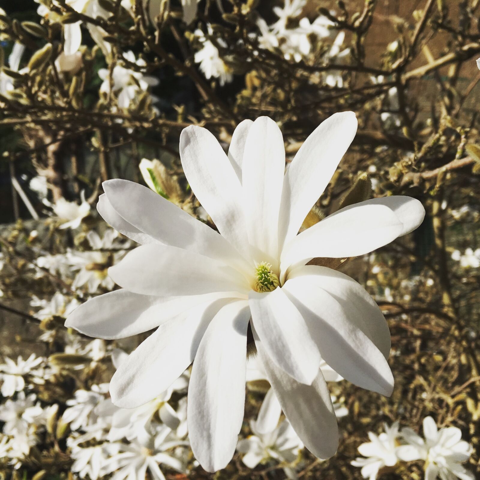 Apple iPhone 6s sample photo. Magnolia, flower, flora photography