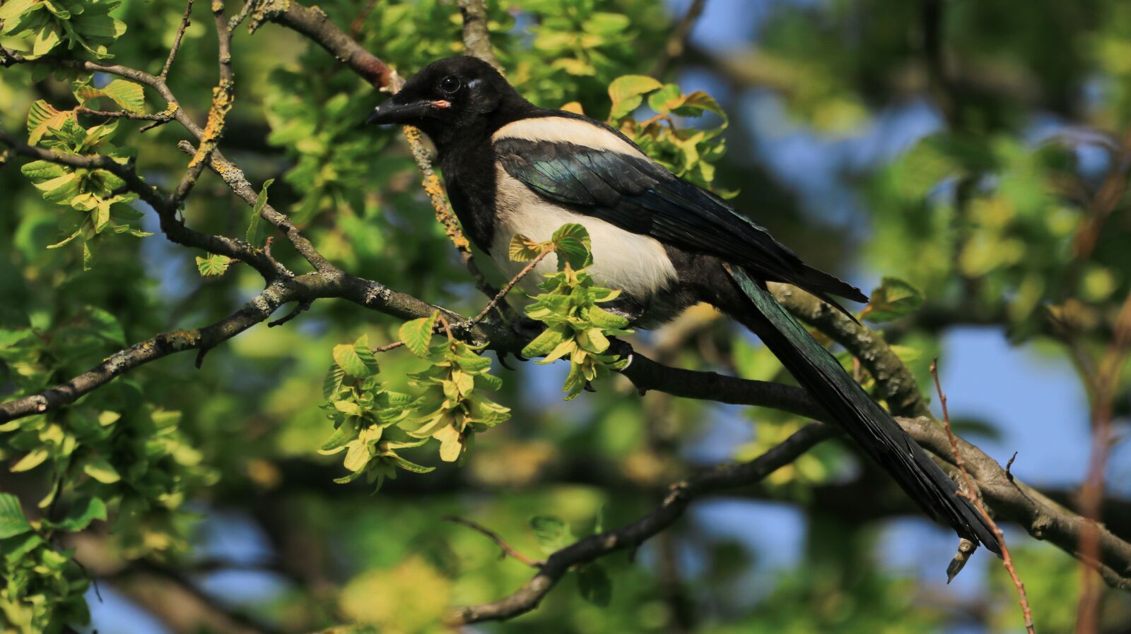 150-600mm F5-6.3 DG OS HSM | Contemporary 015 sample photo. Elster, tree, bird photography