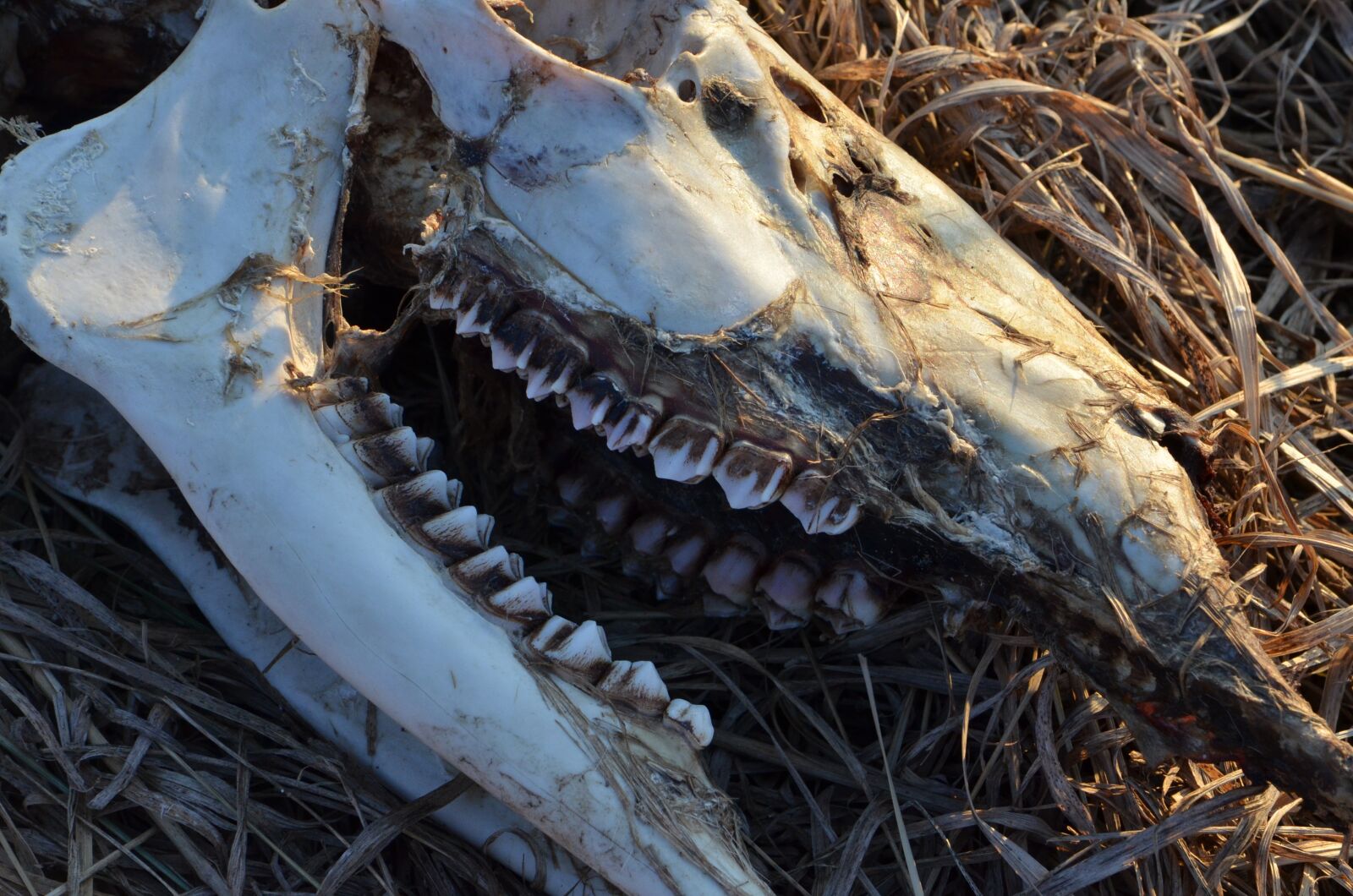 Nikon D7000 sample photo. Skull, skeleton, deer photography