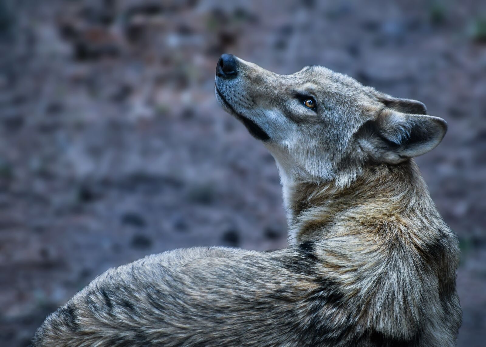 Nikon D500 sample photo. Wolf, animal, wild photography