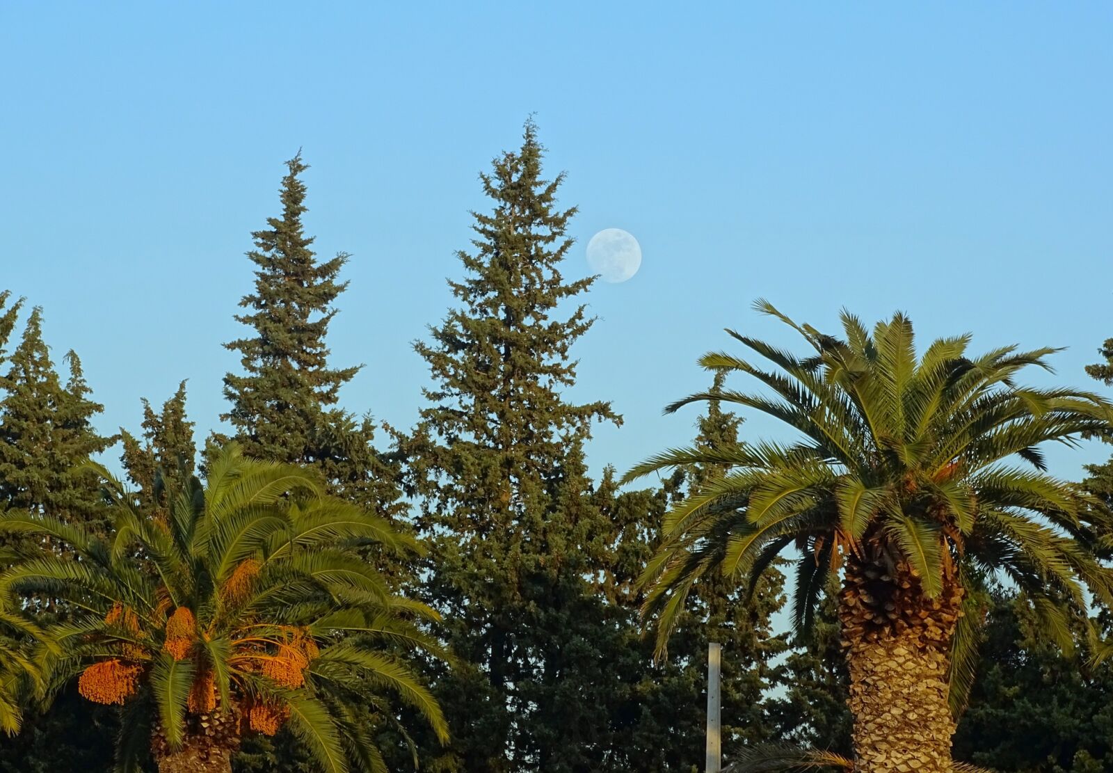 Sony Cyber-shot DSC-HX400V sample photo. Trees, day, blue photography