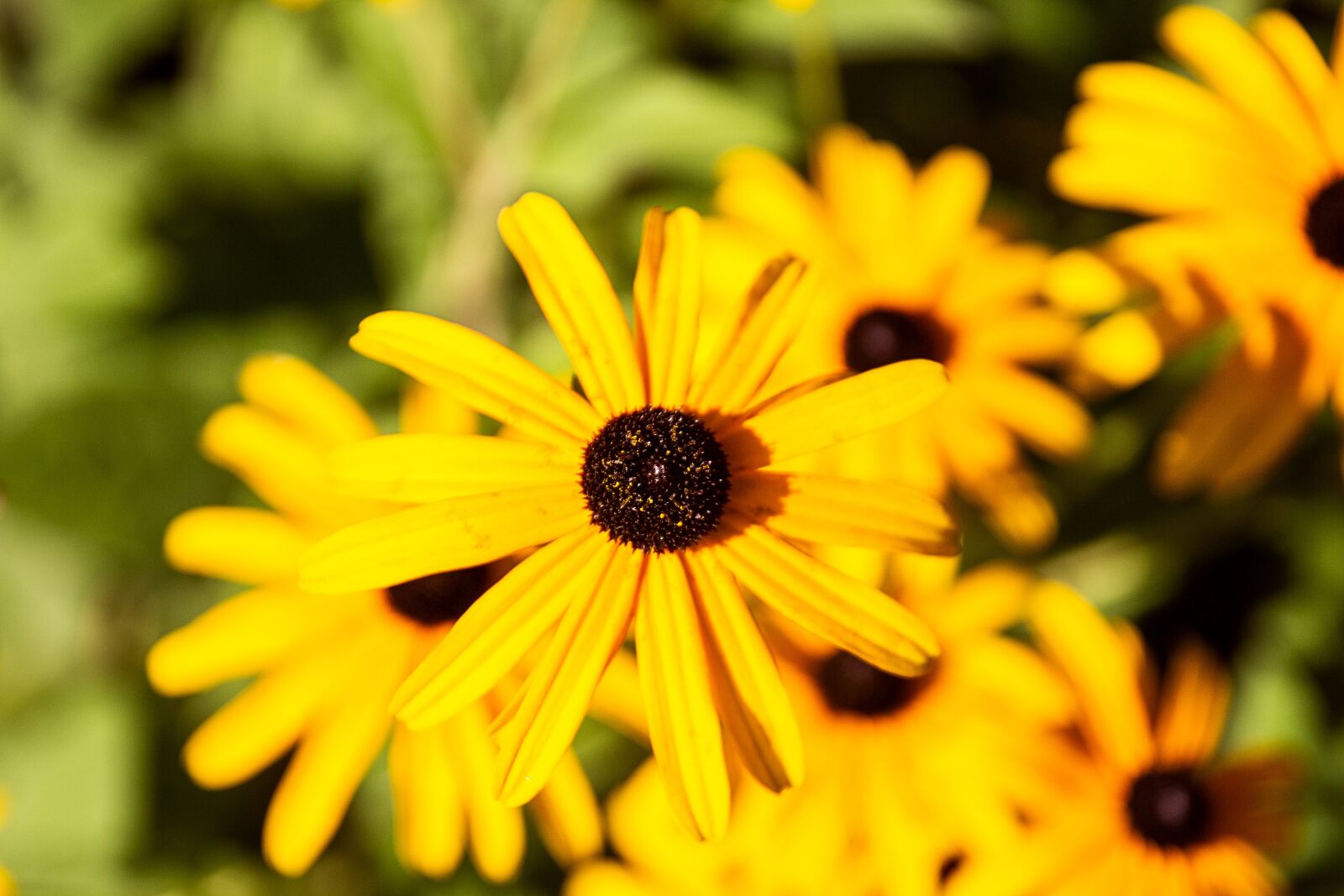 Canon EOS 60D sample photo. Flower, yellow, nature photography