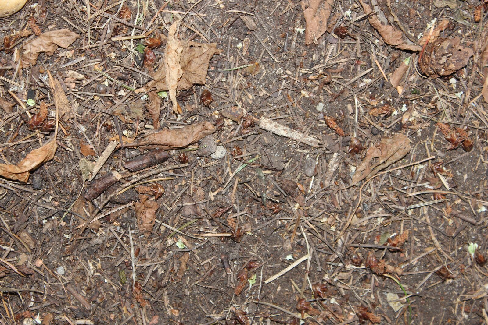 Canon EOS 600D (Rebel EOS T3i / EOS Kiss X5) sample photo. Mulch, mulch the soil photography
