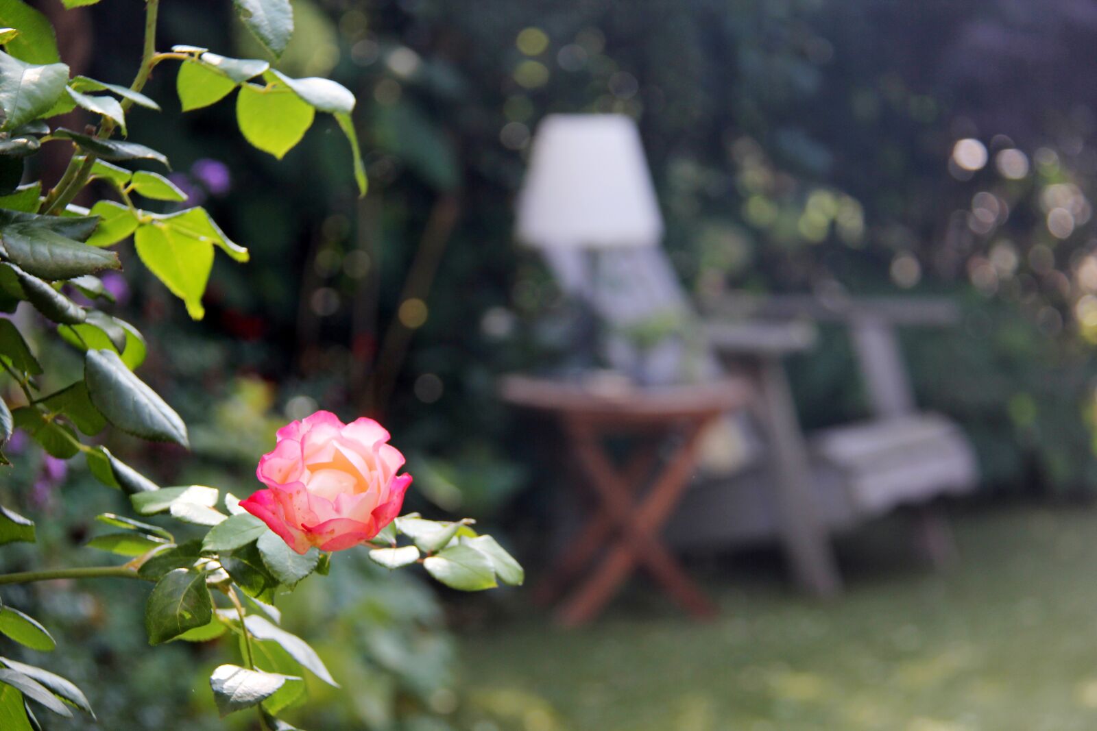 Canon EF-S 18-200mm F3.5-5.6 IS sample photo. Rose, garden, chair photography