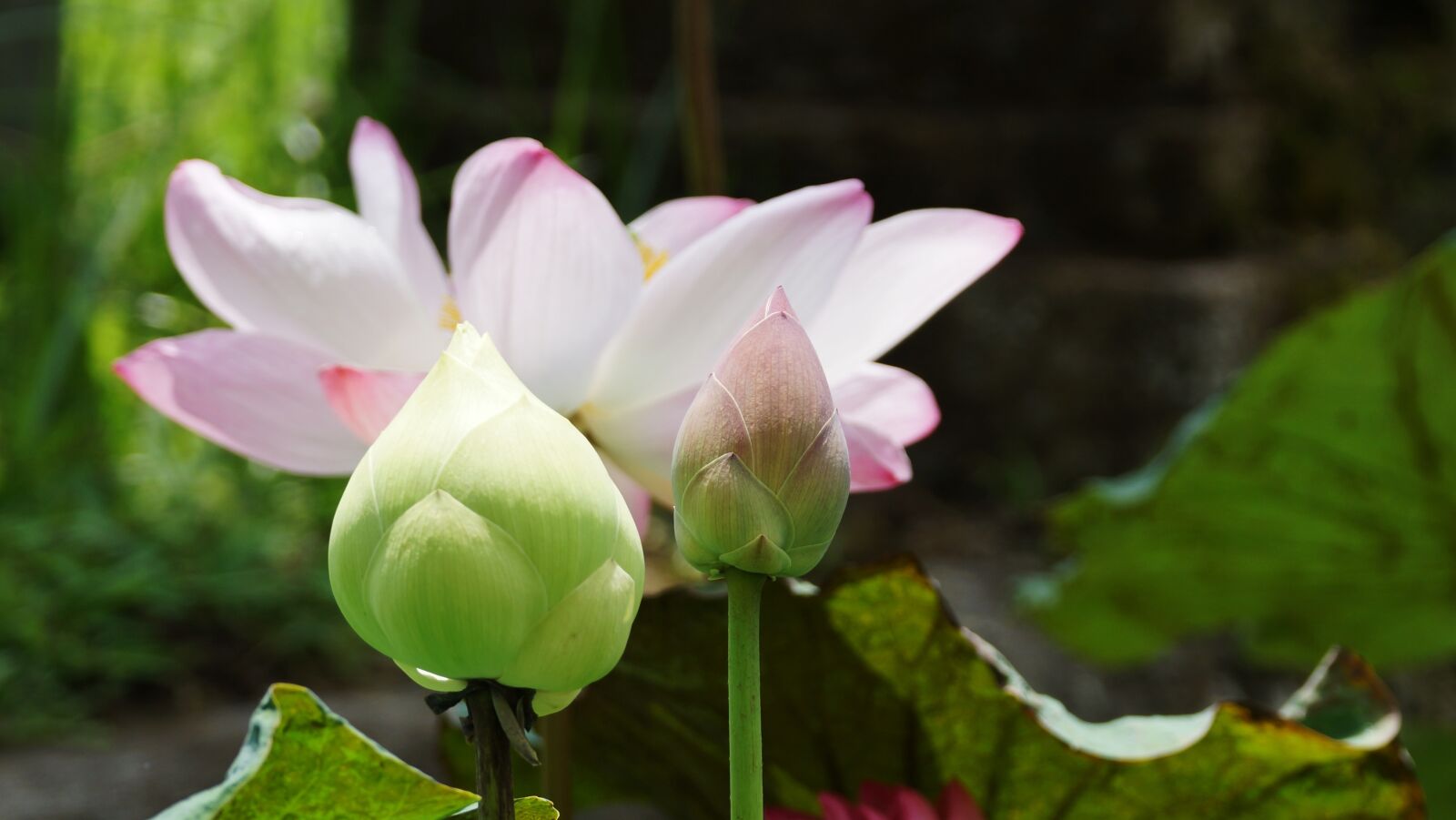 Sony SLT-A77 sample photo. Lotus, flower, plant photography