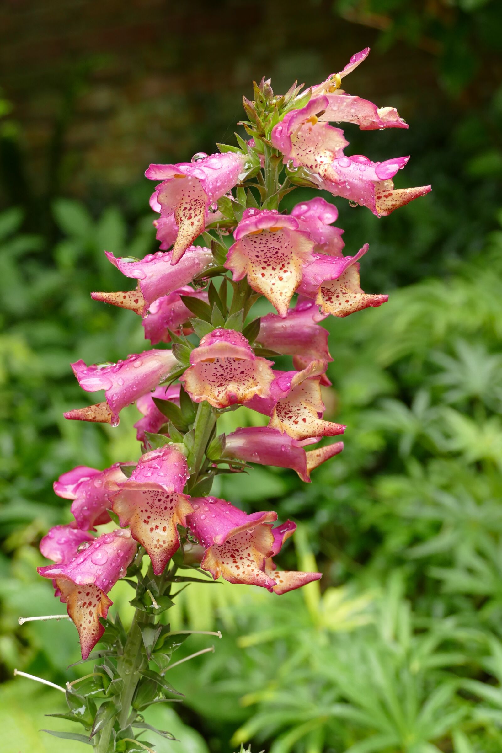 Panasonic Lumix DMC-FZ1000 sample photo. Foxglove, digitalis, flower photography