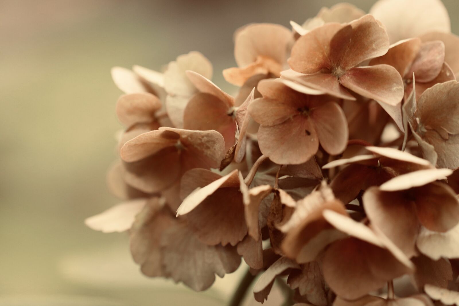 Canon EOS 800D (EOS Rebel T7i / EOS Kiss X9i) sample photo. Hydrangea, hydrangea flower, dried photography