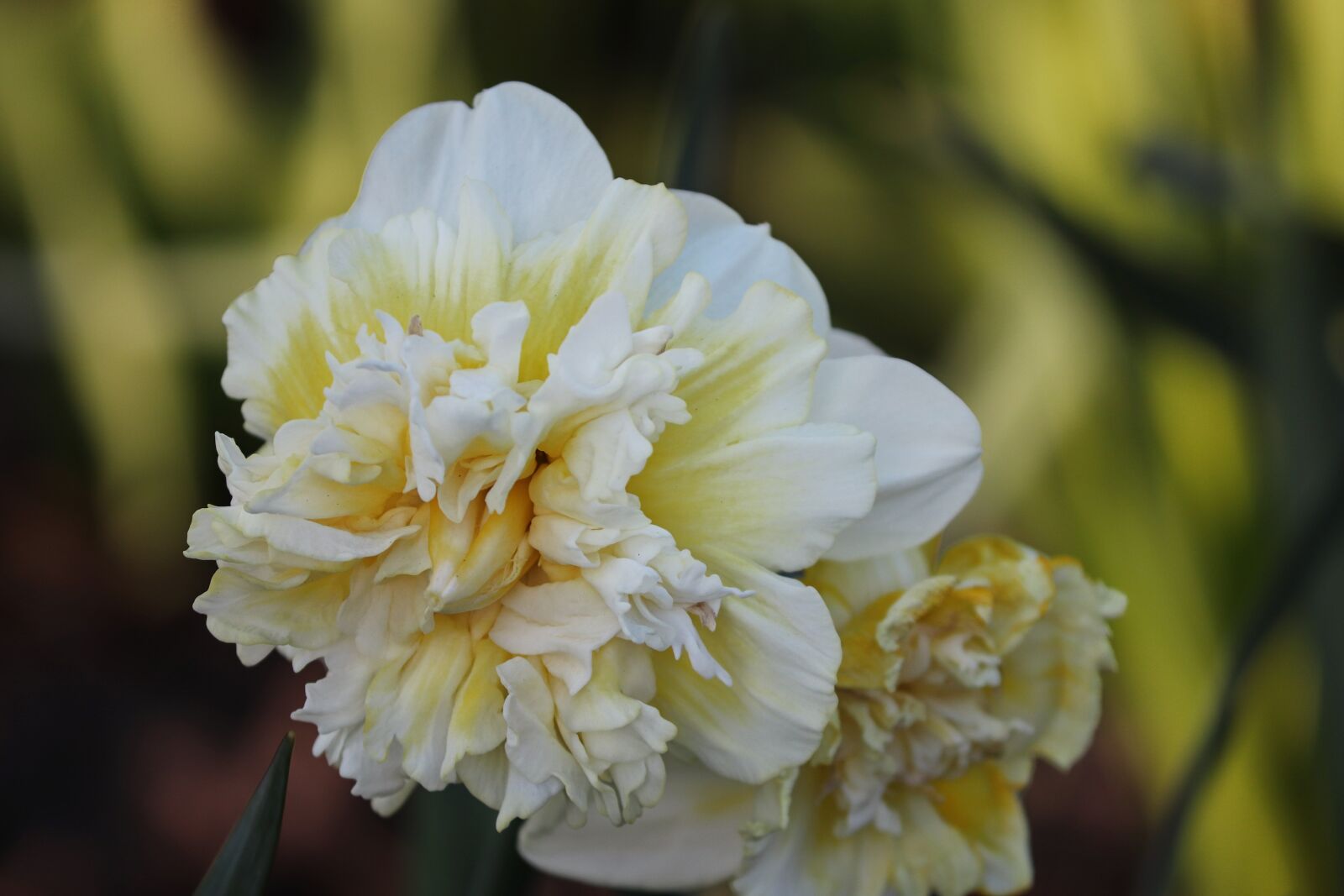 Canon EOS 200D (EOS Rebel SL2 / EOS Kiss X9) sample photo. Narcissus, filled daffodil, white photography