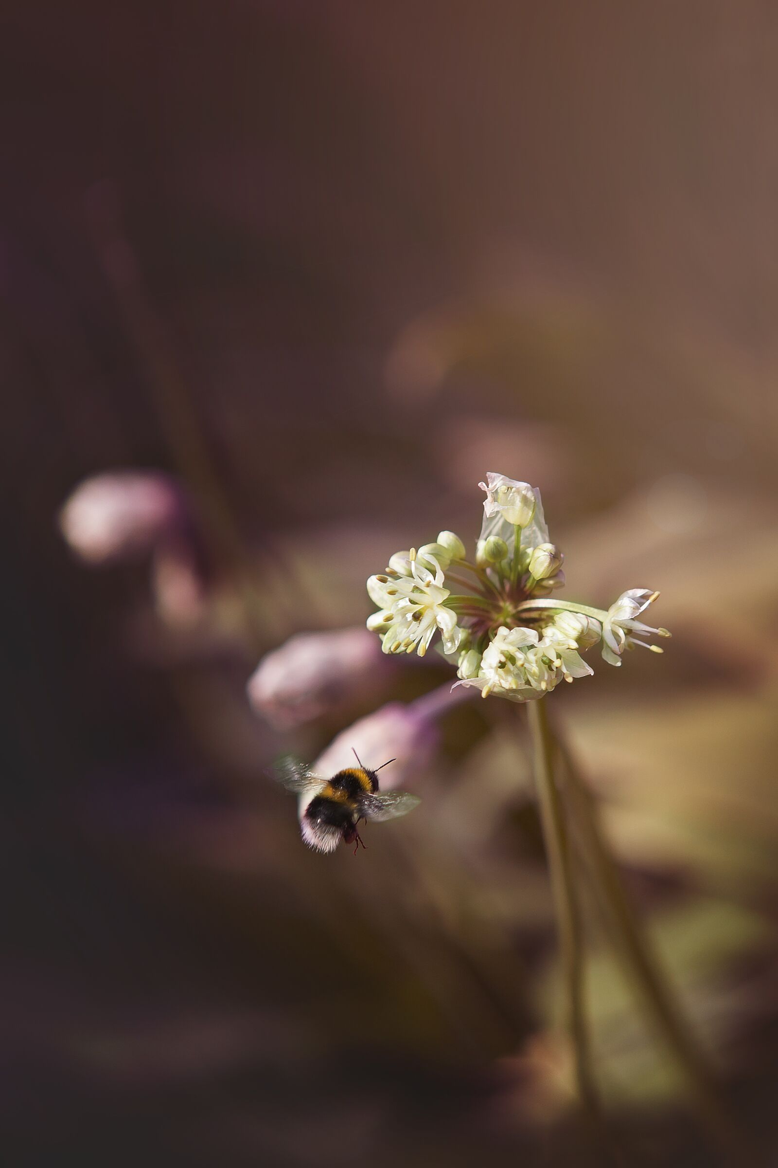 Canon EOS 5D Mark II + Canon EF 24-70mm F2.8L USM sample photo. Bee, flower, bloom photography