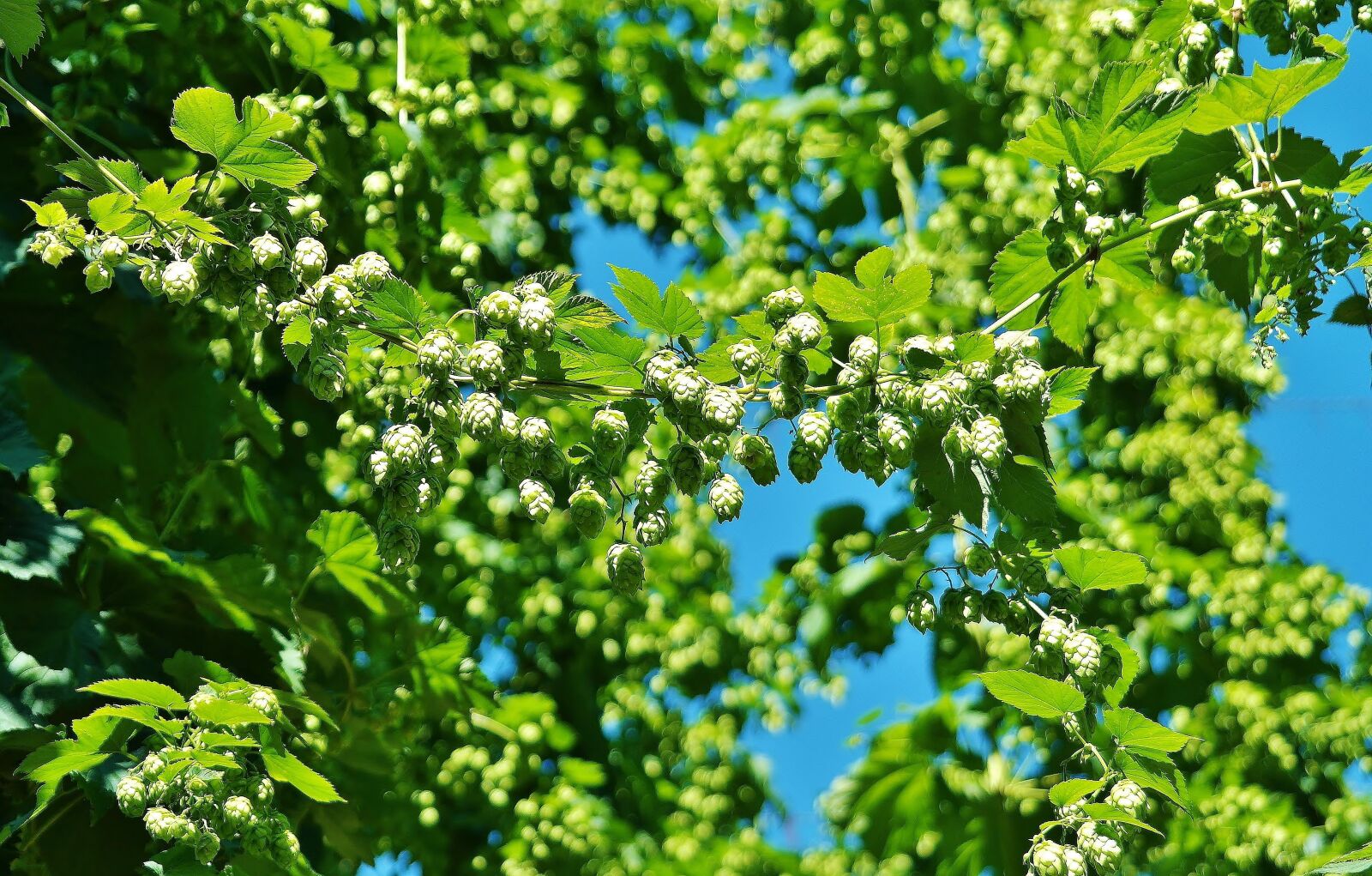 Samsung NX20 sample photo. Hops, hopfendolde, beer photography