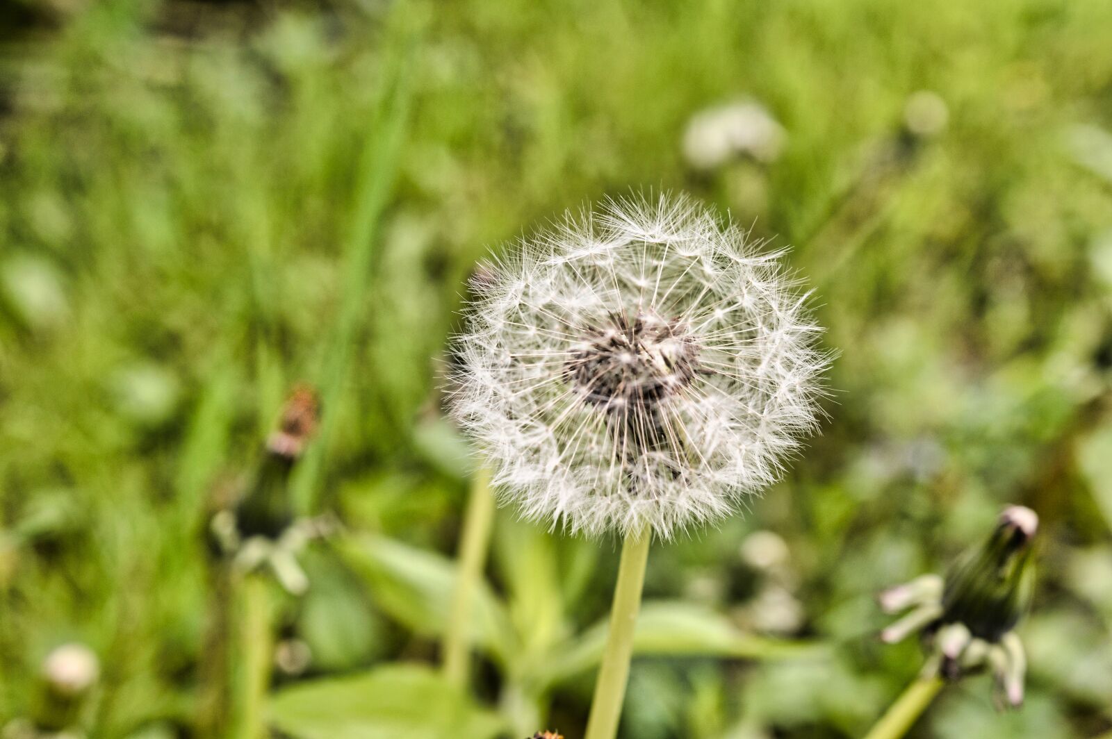 Nikon D3200 sample photo. Dandelion, flower, nature photography