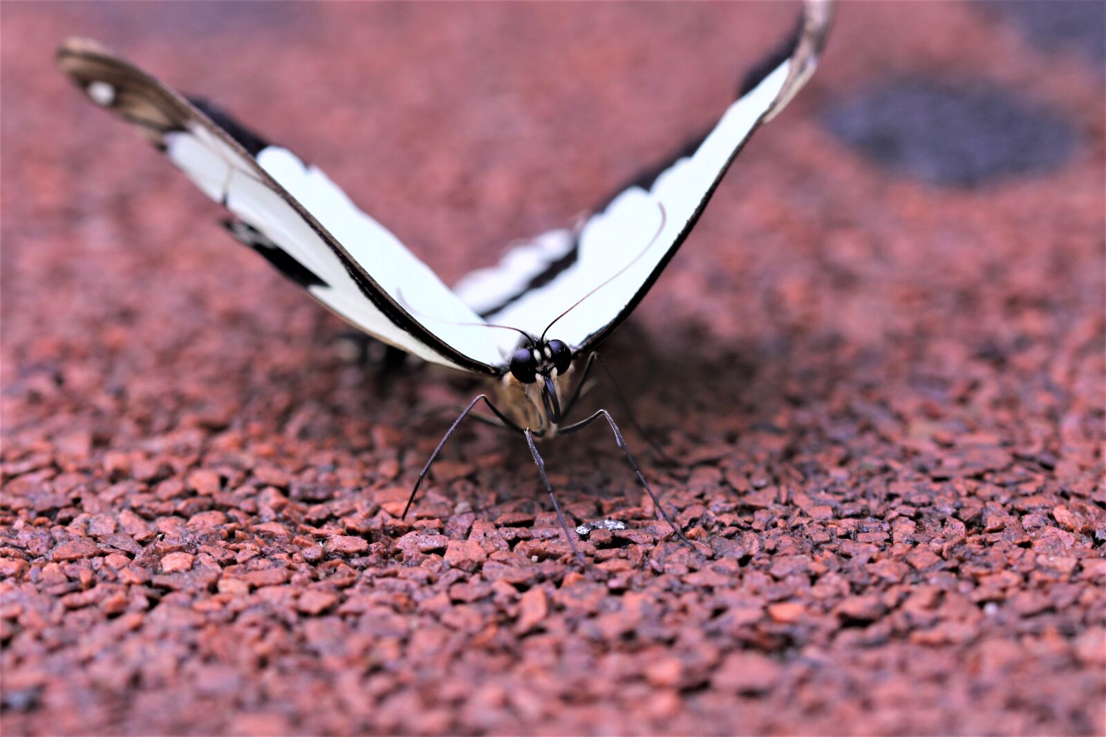 Canon EOS 7D Mark II sample photo. Butterfly, flying insect, insect photography