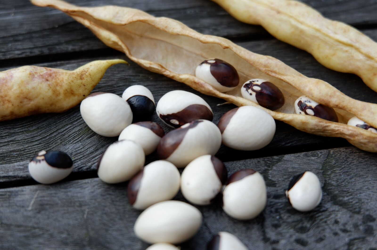 Fujifilm X-A3 + Fujifilm XC 16-50mm F3.5-5.6 OIS II sample photo. Beans, black, white photography