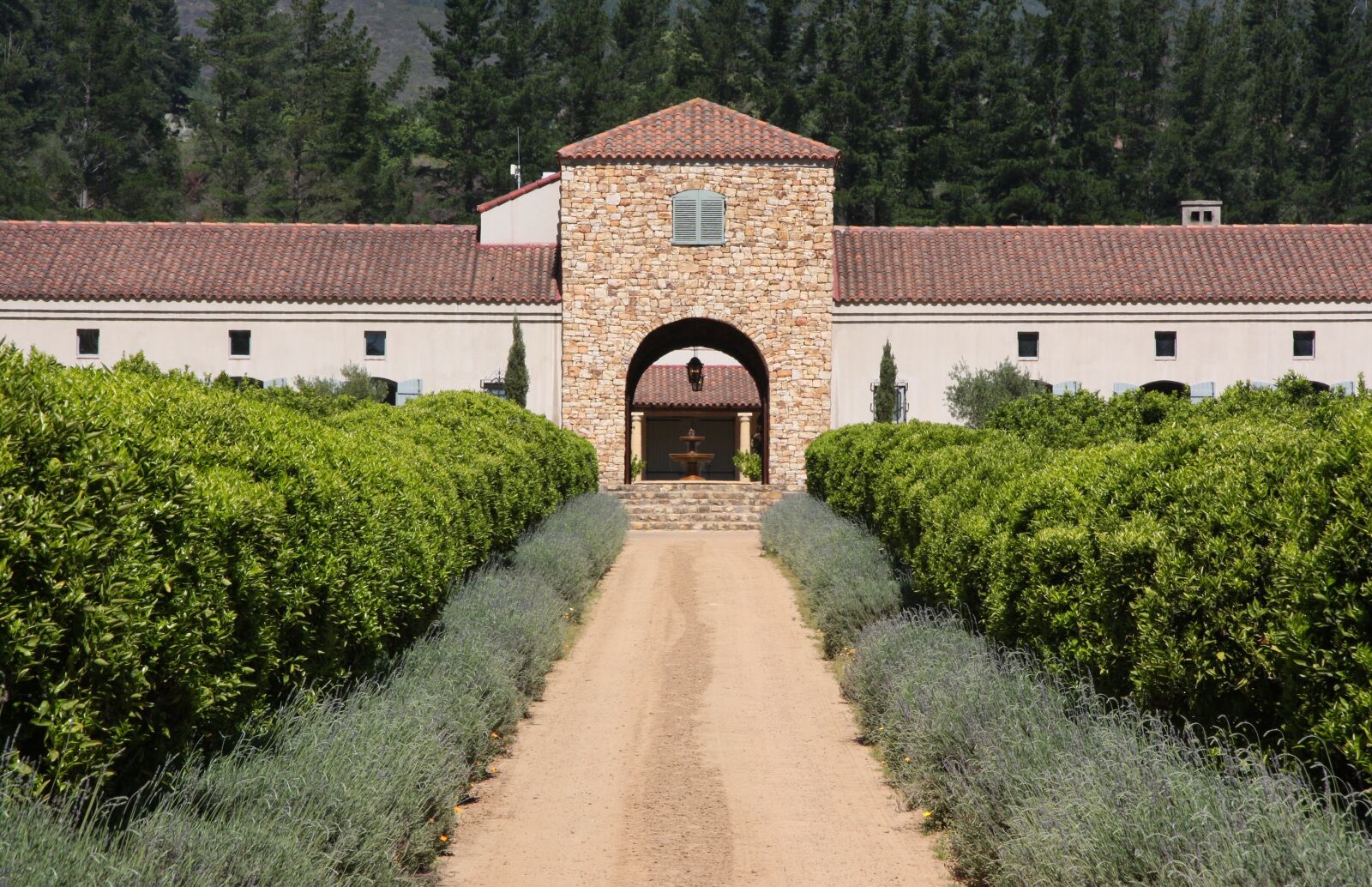 Canon EOS 40D sample photo. South africa, vineyard, wine photography