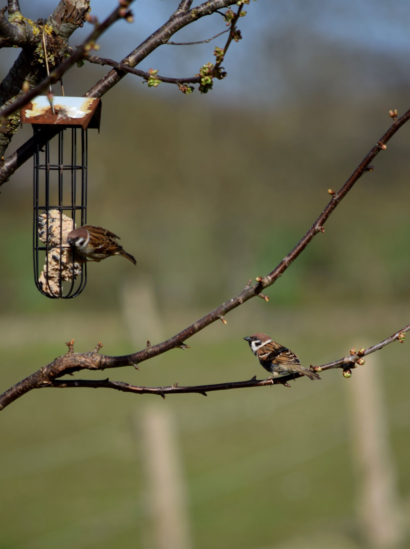 Nikon D5300 sample photo. Bird, sparrows, sperling photography
