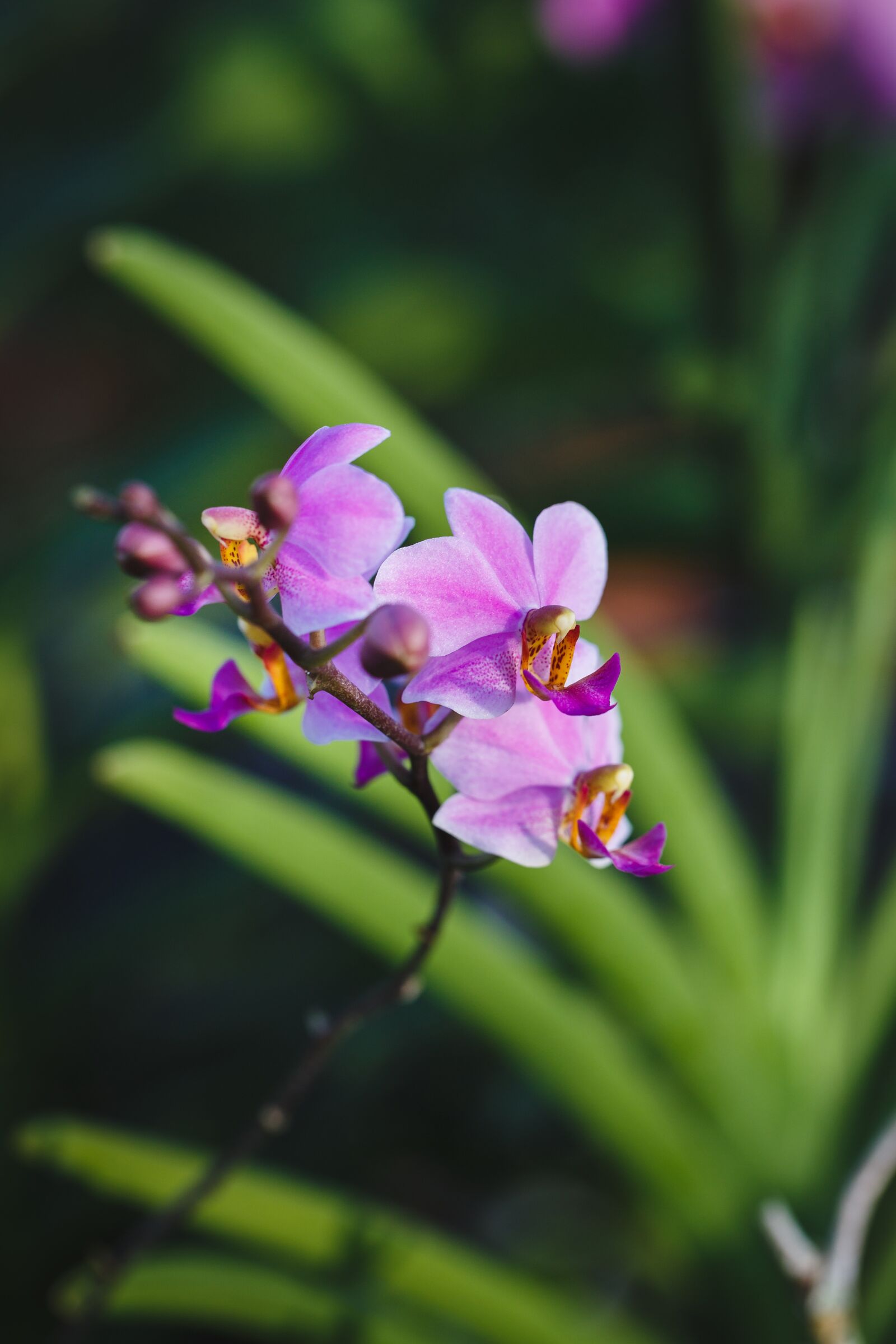 Canon EF 100mm F2.8L Macro IS USM sample photo. Natural, pure, fresh photography