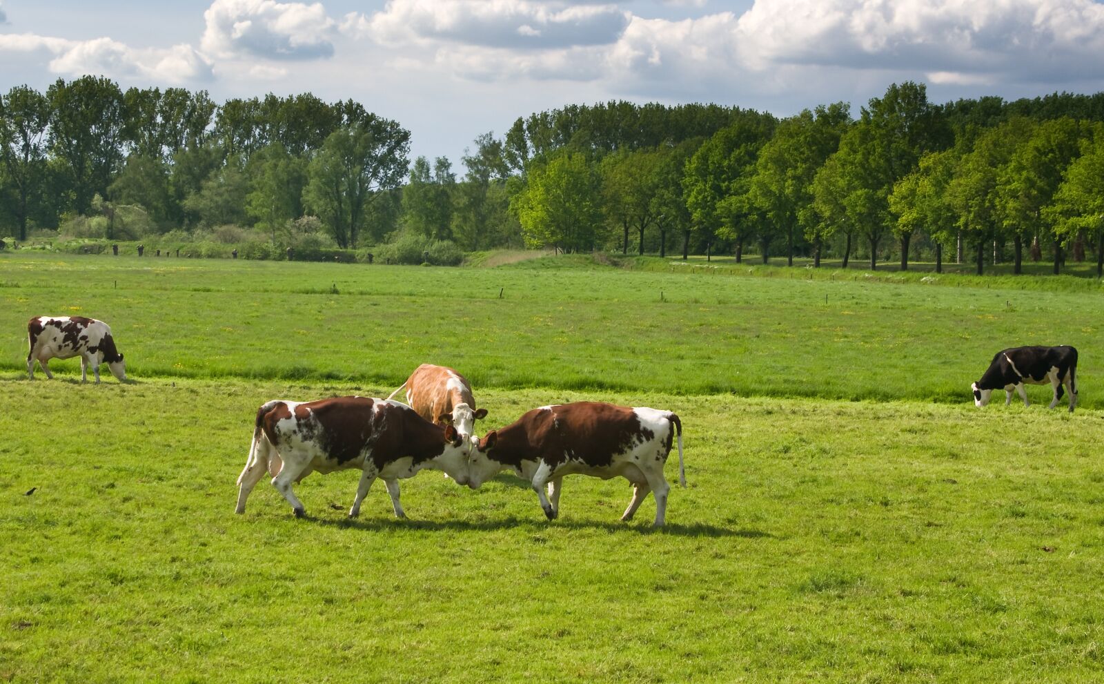 Pentax K-5 sample photo. Cows, fight, referee photography