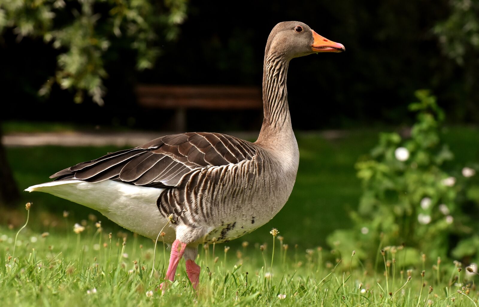 Nikon D7200 sample photo. Goose, wild goose, water photography