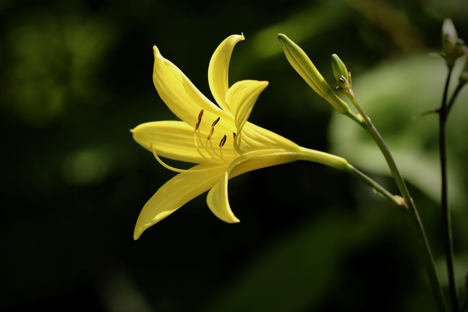 Canon EOS 800D (EOS Rebel T7i / EOS Kiss X9i) sample photo. Lily, day lily plants photography