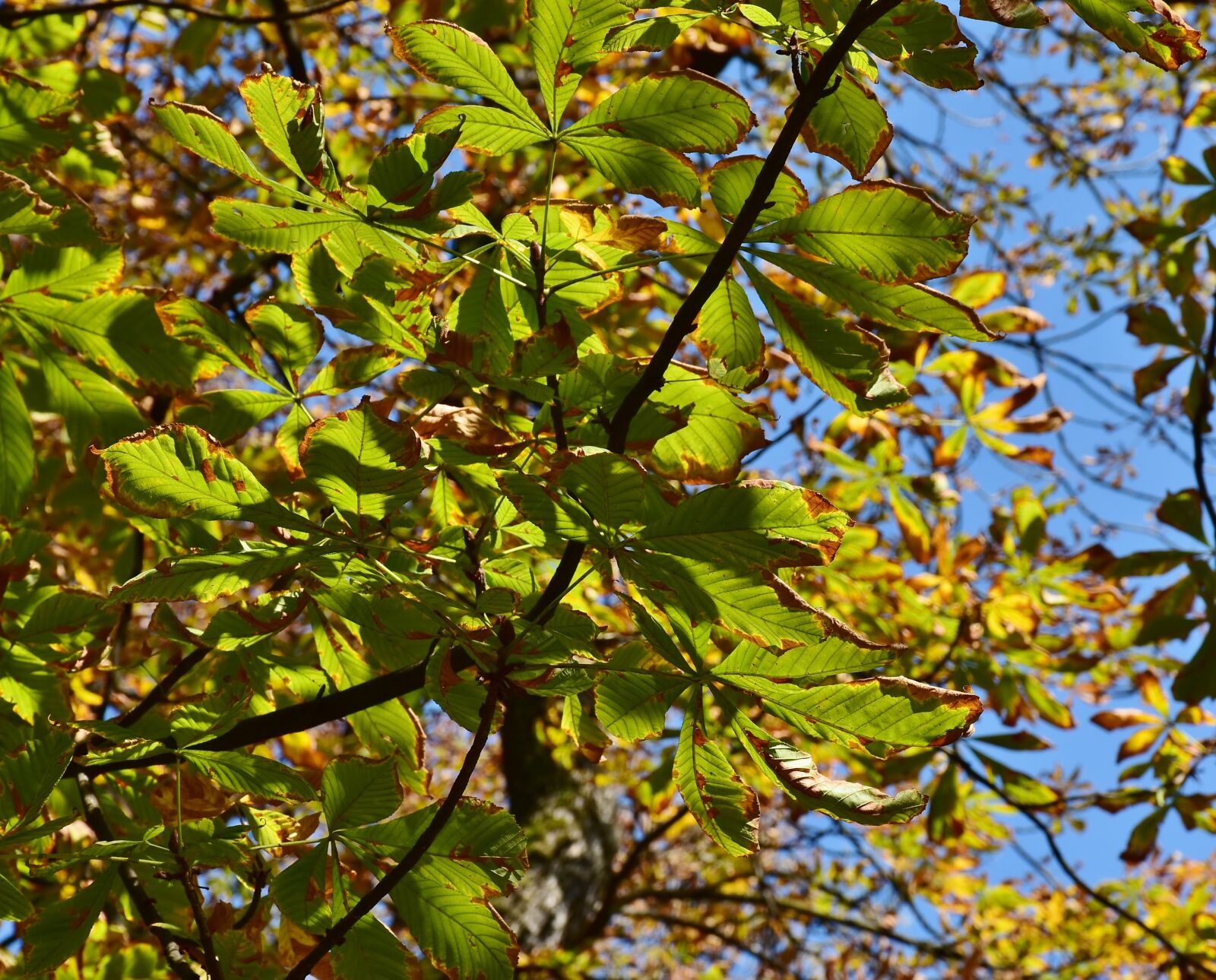 Nikon D7200 sample photo. Chestnut, chestnut tree, autumn photography