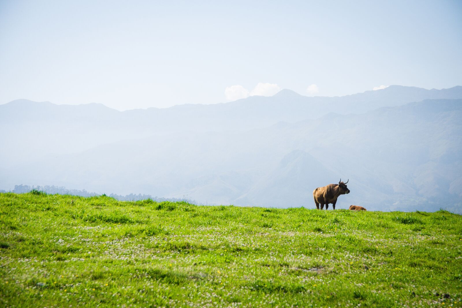 Nikon D7200 sample photo. Spanish, cow, bull photography