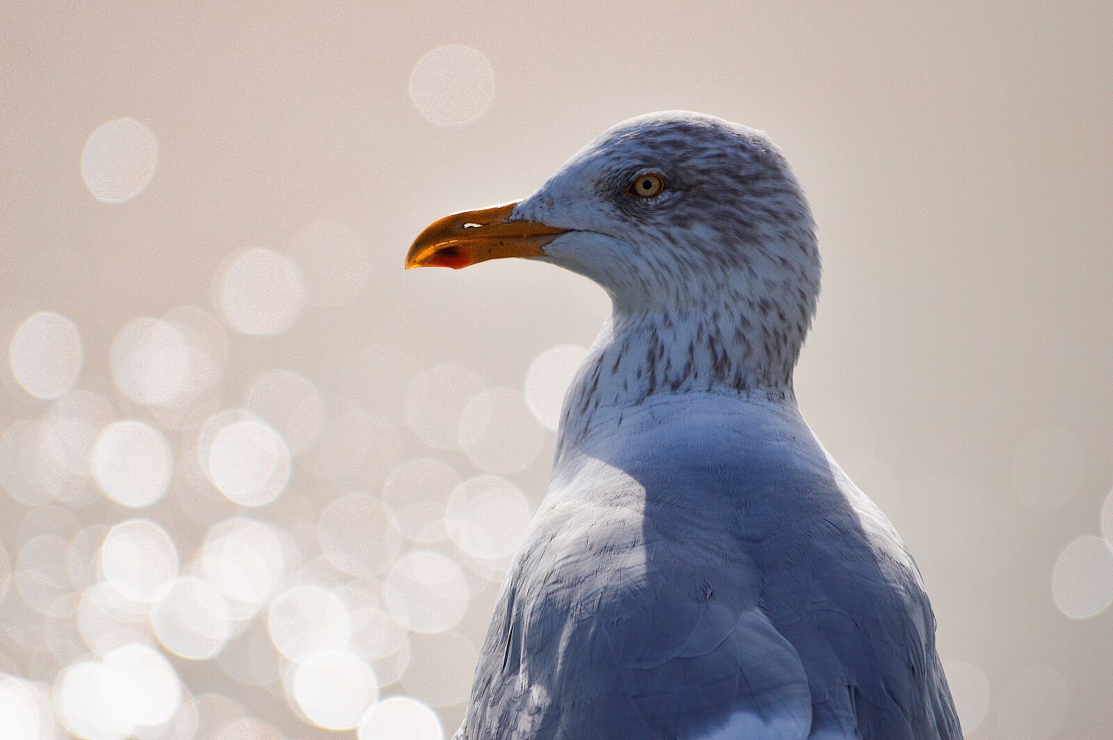 Nikon D3200 sample photo. Seagull, bird, animals photography