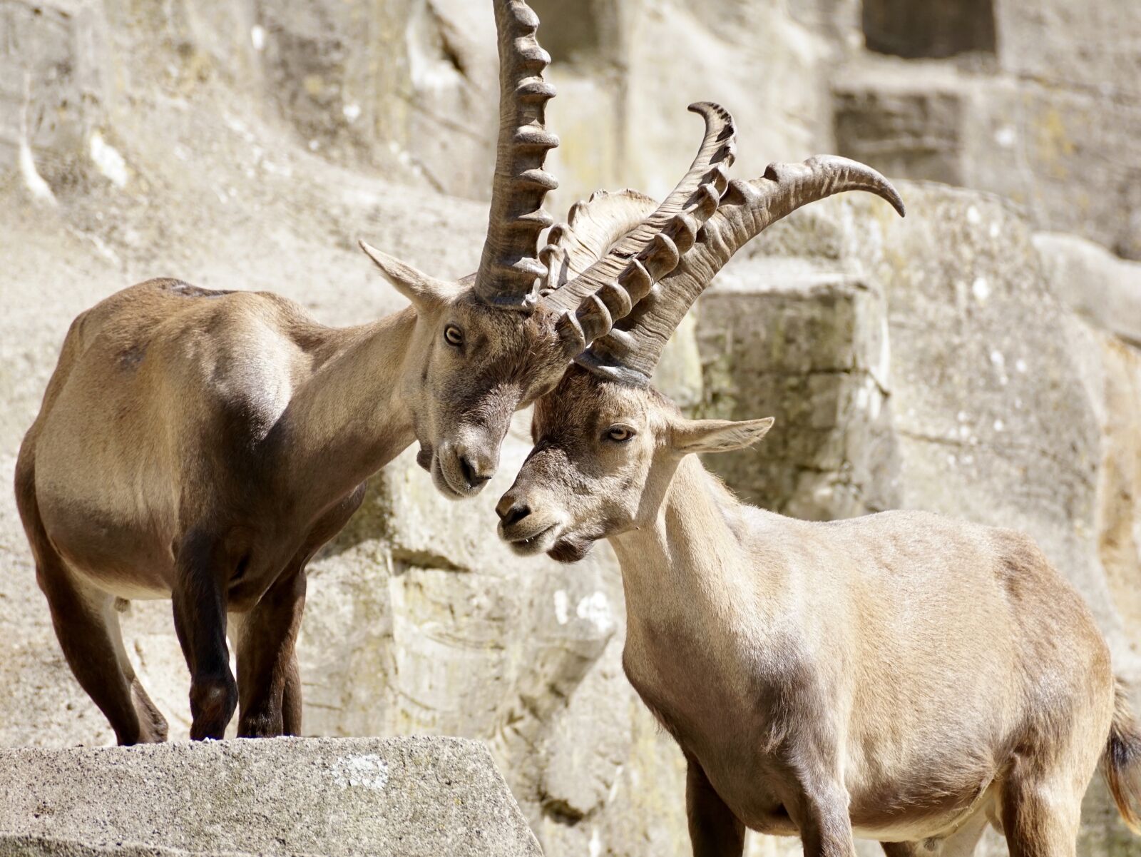 Sony DT 55-300mm F4.5-5.6 SAM sample photo. Ibex, male, horned photography