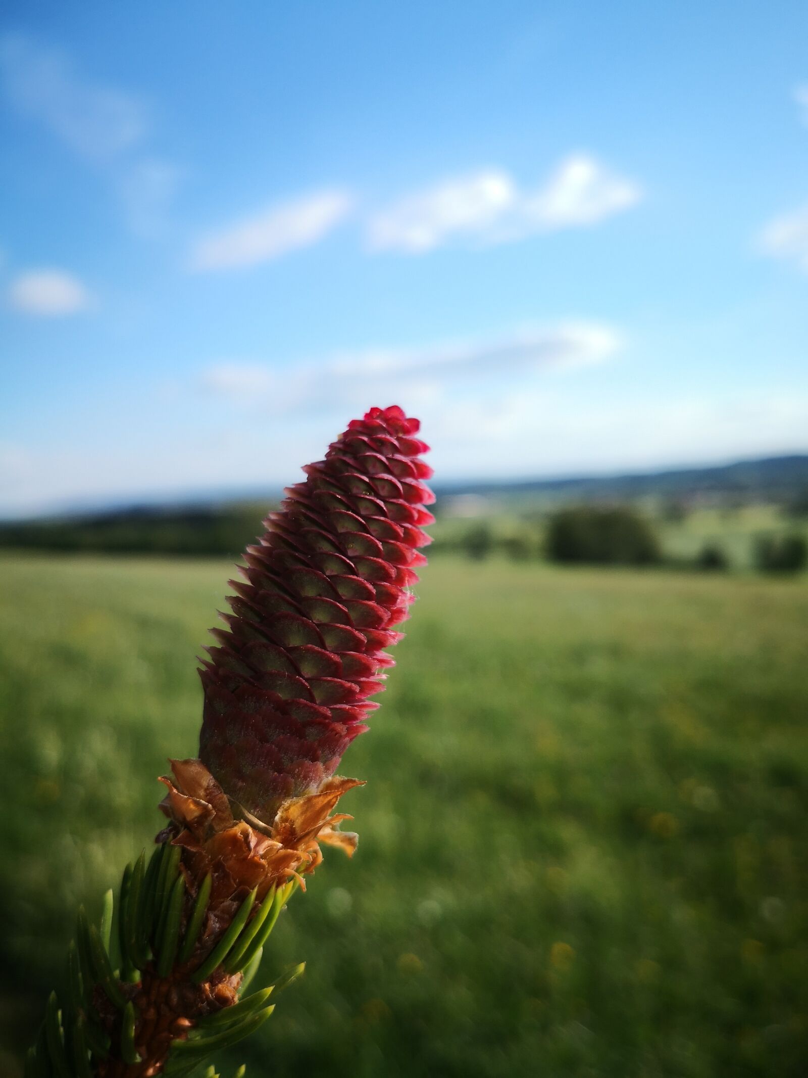HUAWEI Mate 10 Pro sample photo. Nature, sky, tree photography