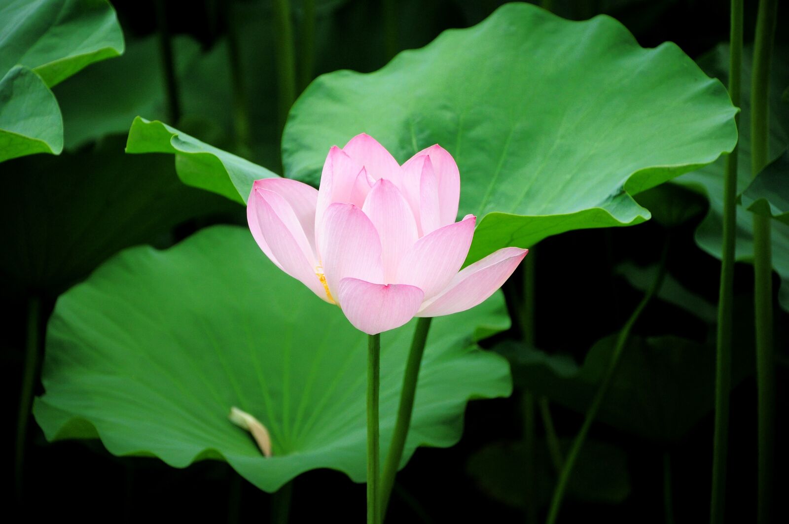 Nikon D90 sample photo. Lotus, flower, pond photography