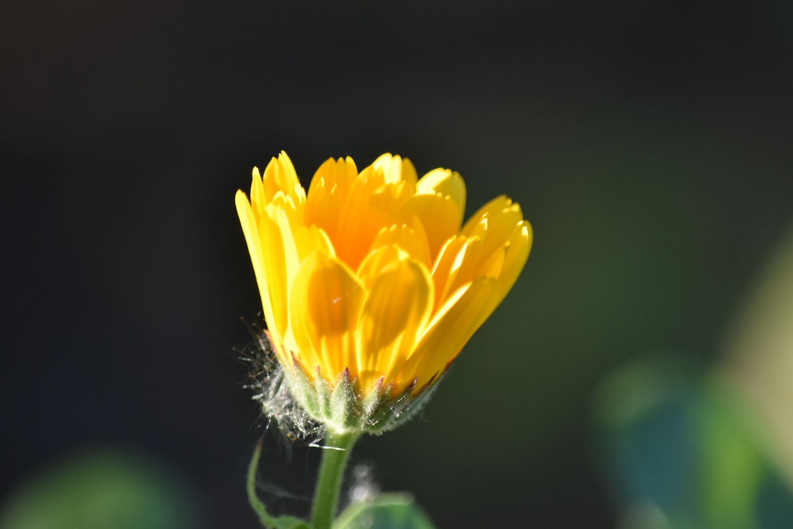 Nikon D5500 sample photo. Nature, flower, flora, spring photography