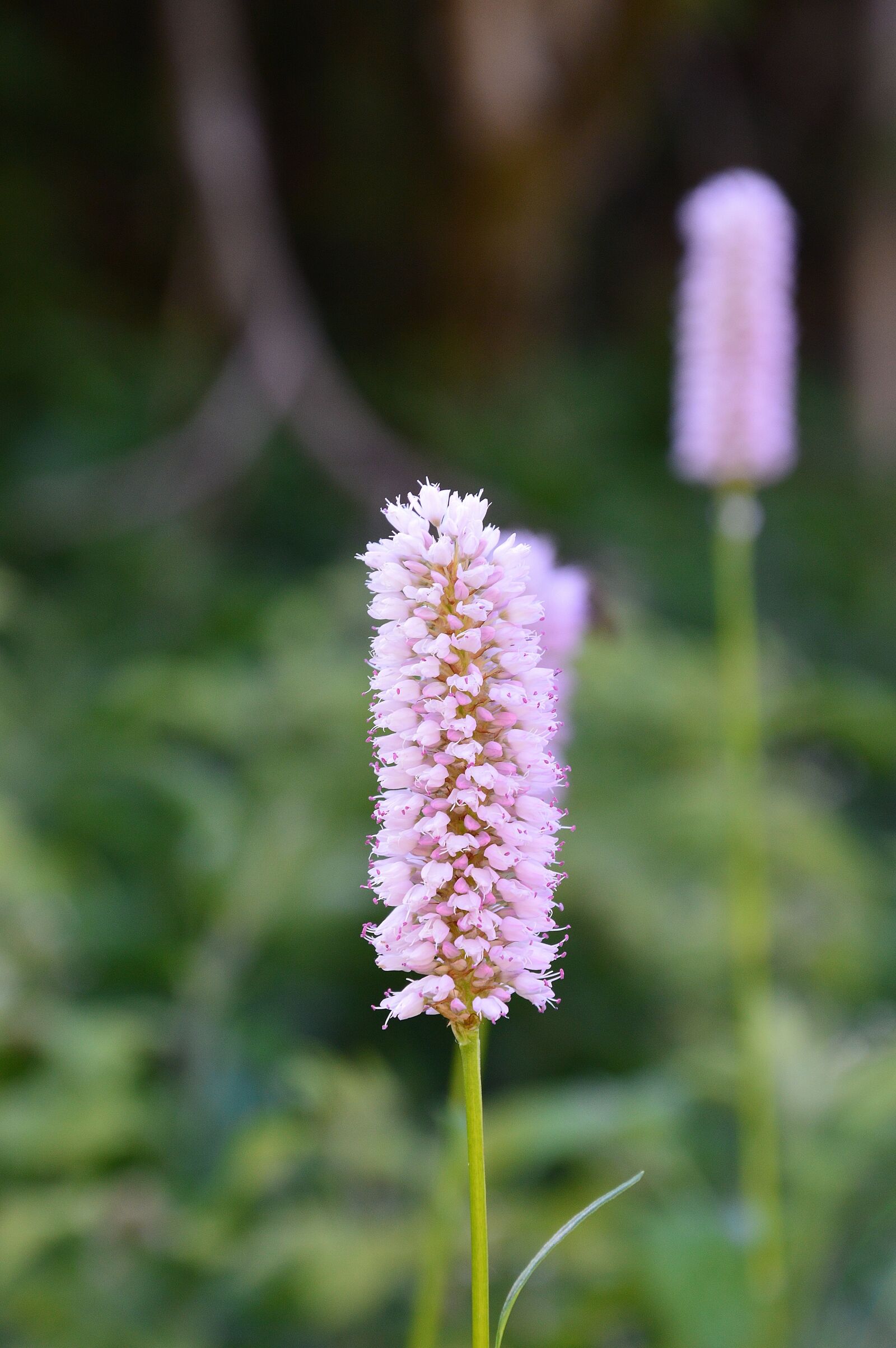 Nikon D3200 sample photo. Knotweed, wild flowers, tyrol photography