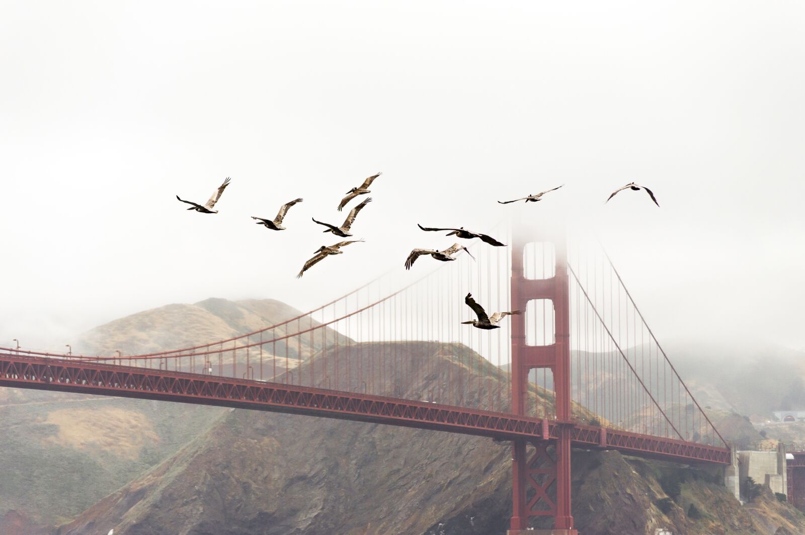Nikon D3200 sample photo. Birds, bridge, flight photography