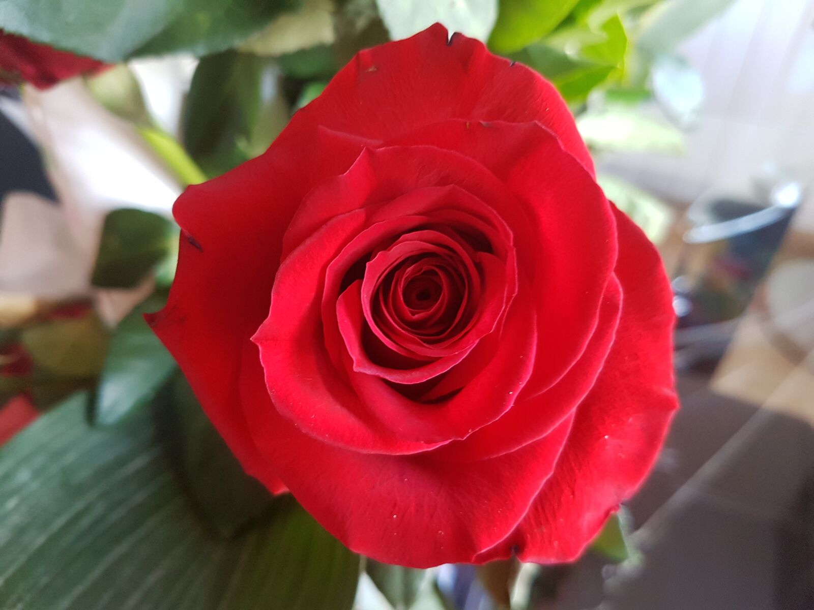 Samsung Galaxy S7 Edge sample photo. Rosa, red, flower photography